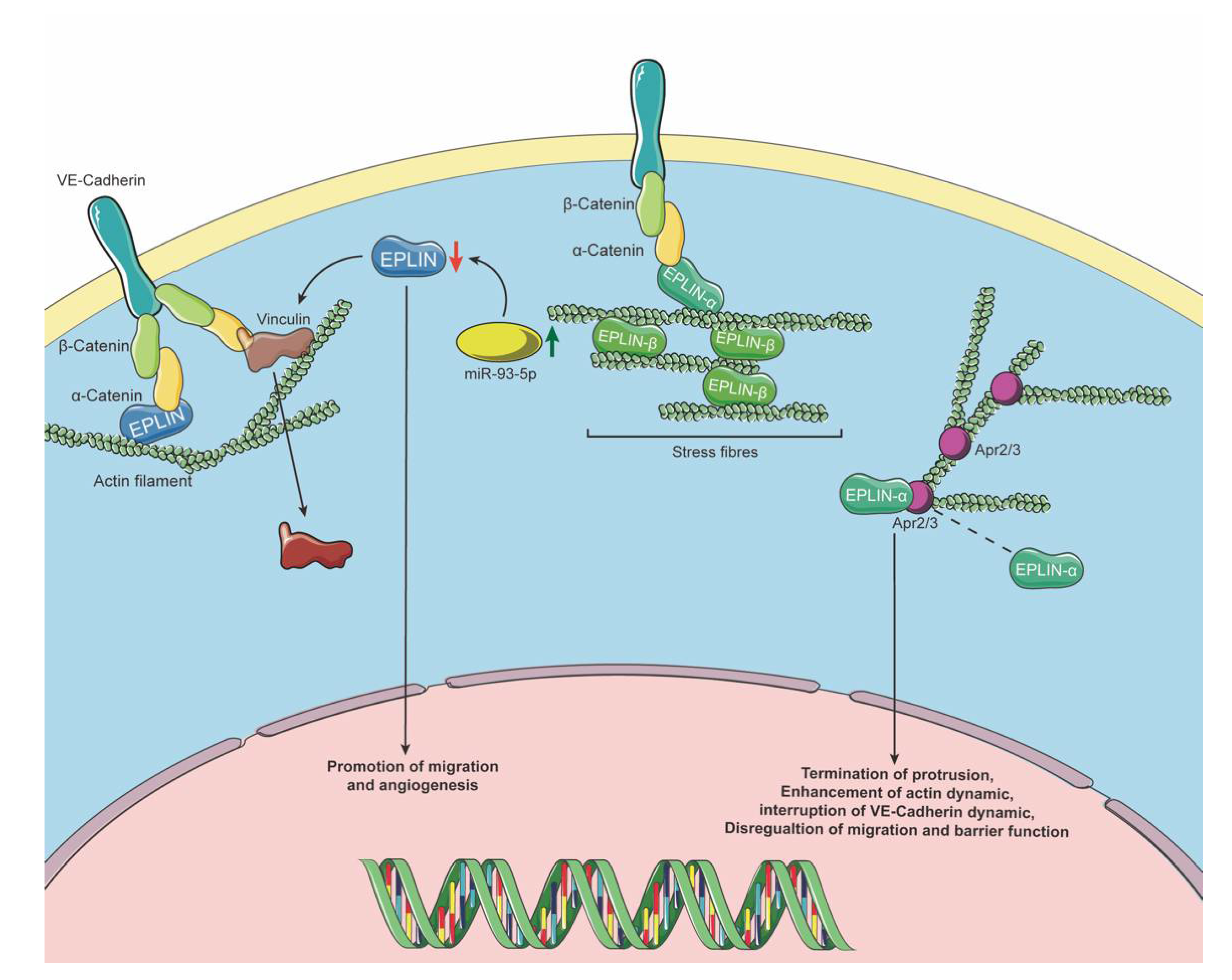 Biomolecules 11 01038 g003