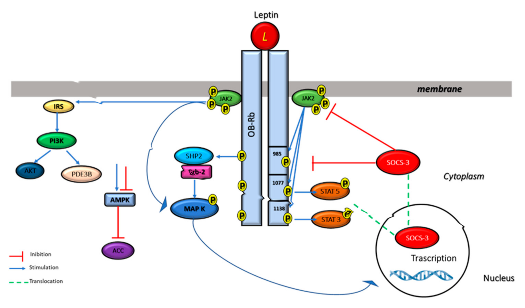 Biomolecules 11 01045 g004 Biomolecules 11 01045 g004