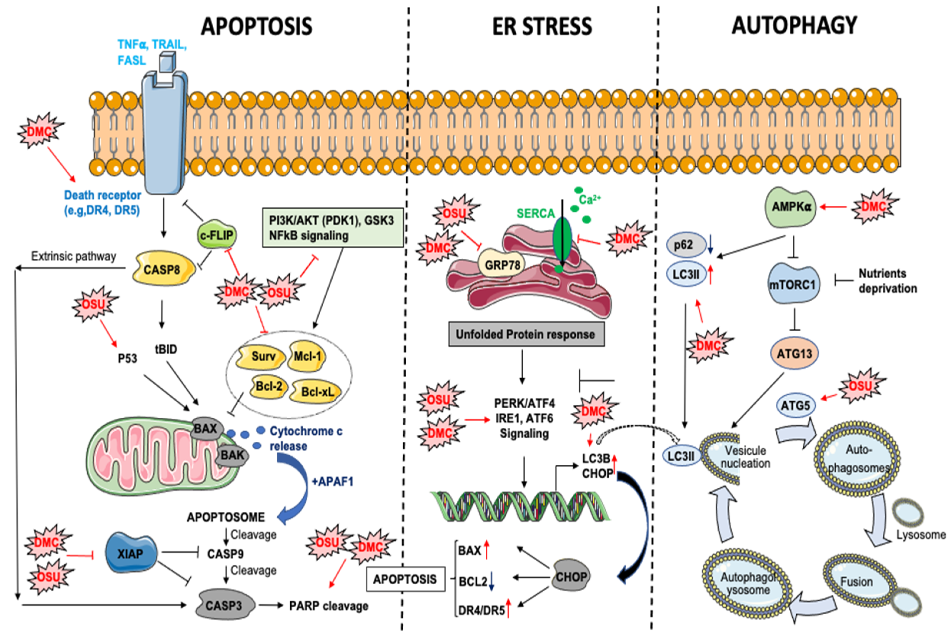 Biomolecules 11 01049 g002