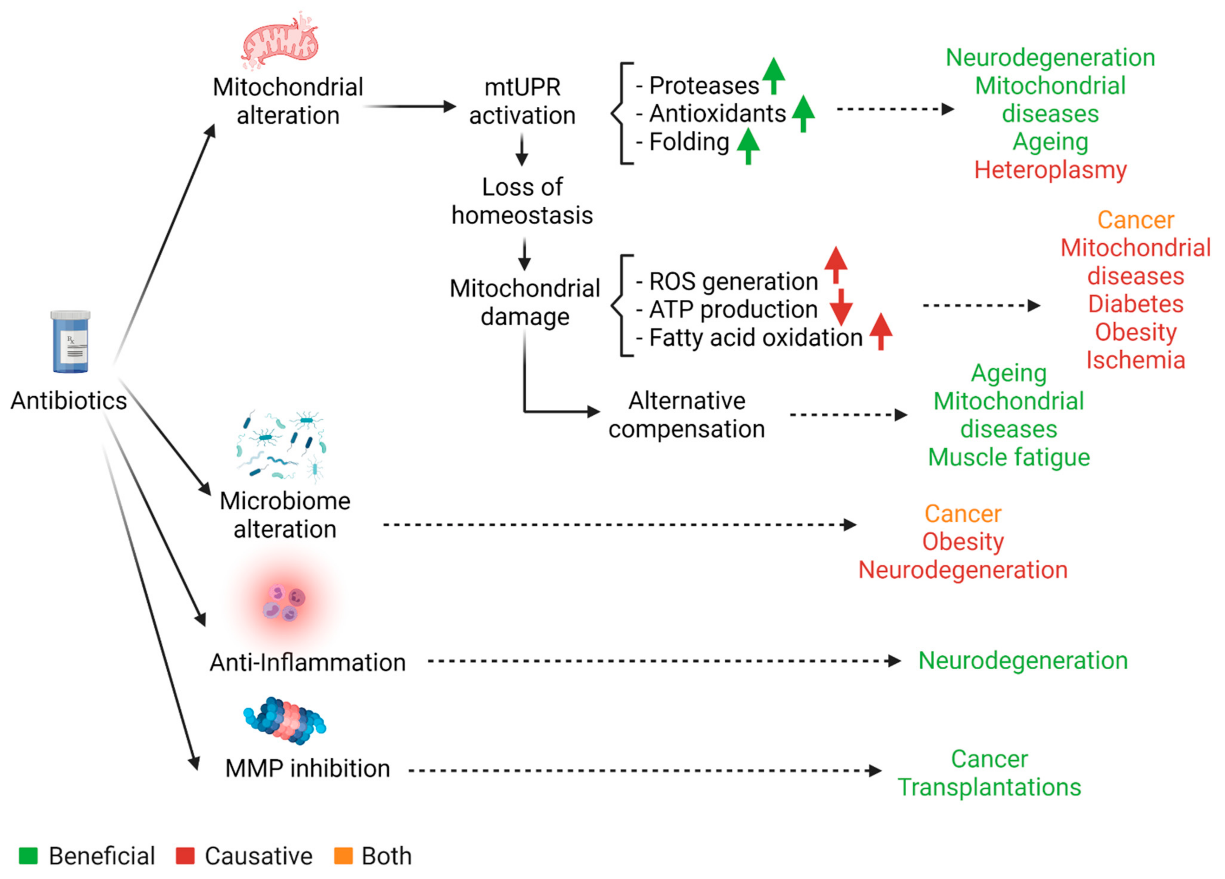 Biomolecules 11 01050 g001 Biomolecules 11 01050 g001