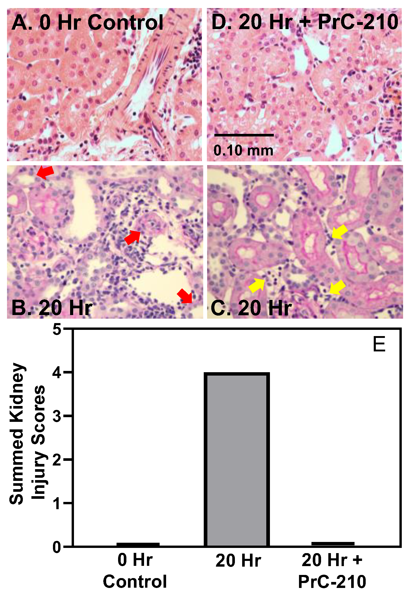 Biomolecules 11 01054 g002 550