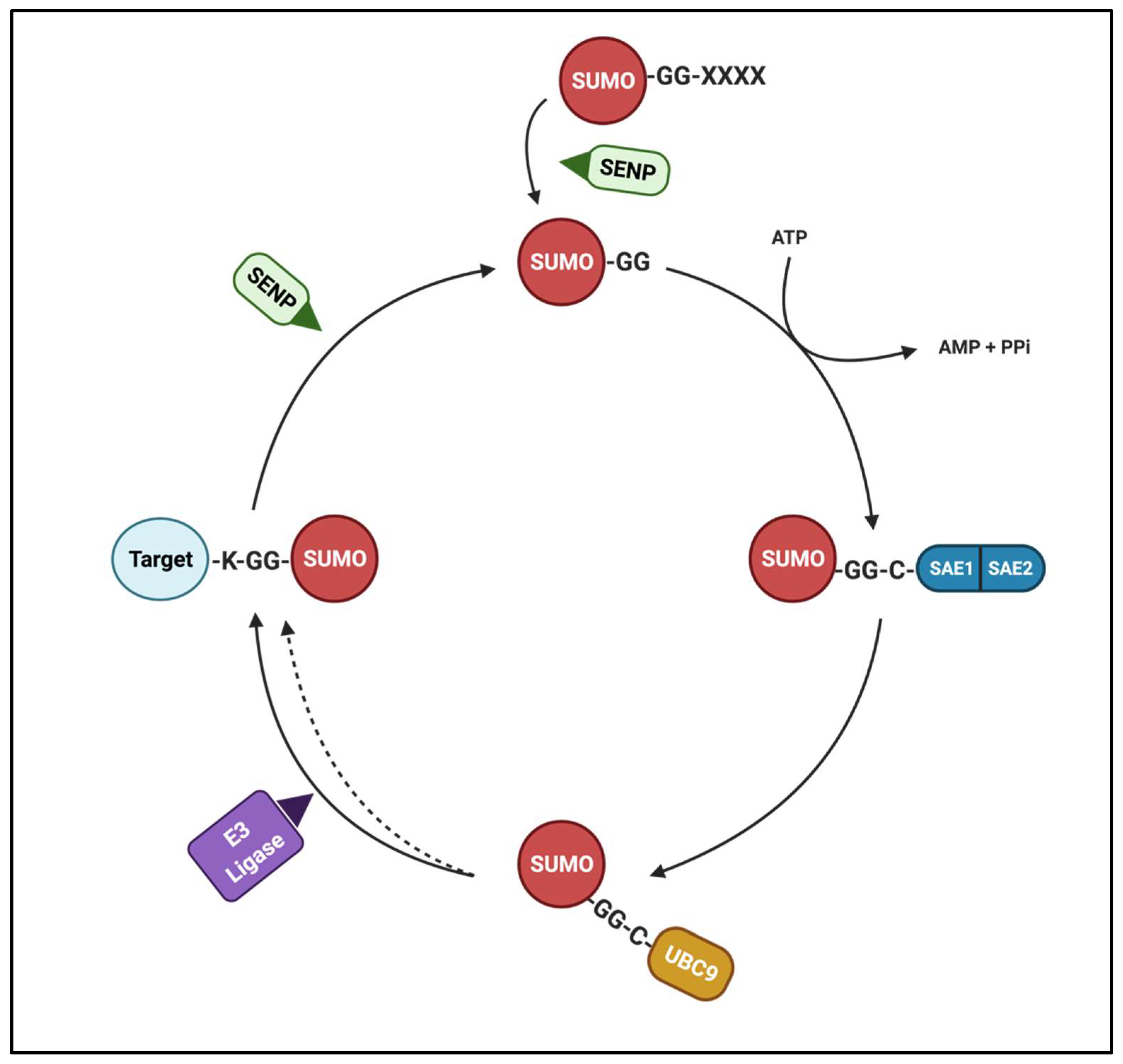 Biomolecules 11 01055 g001