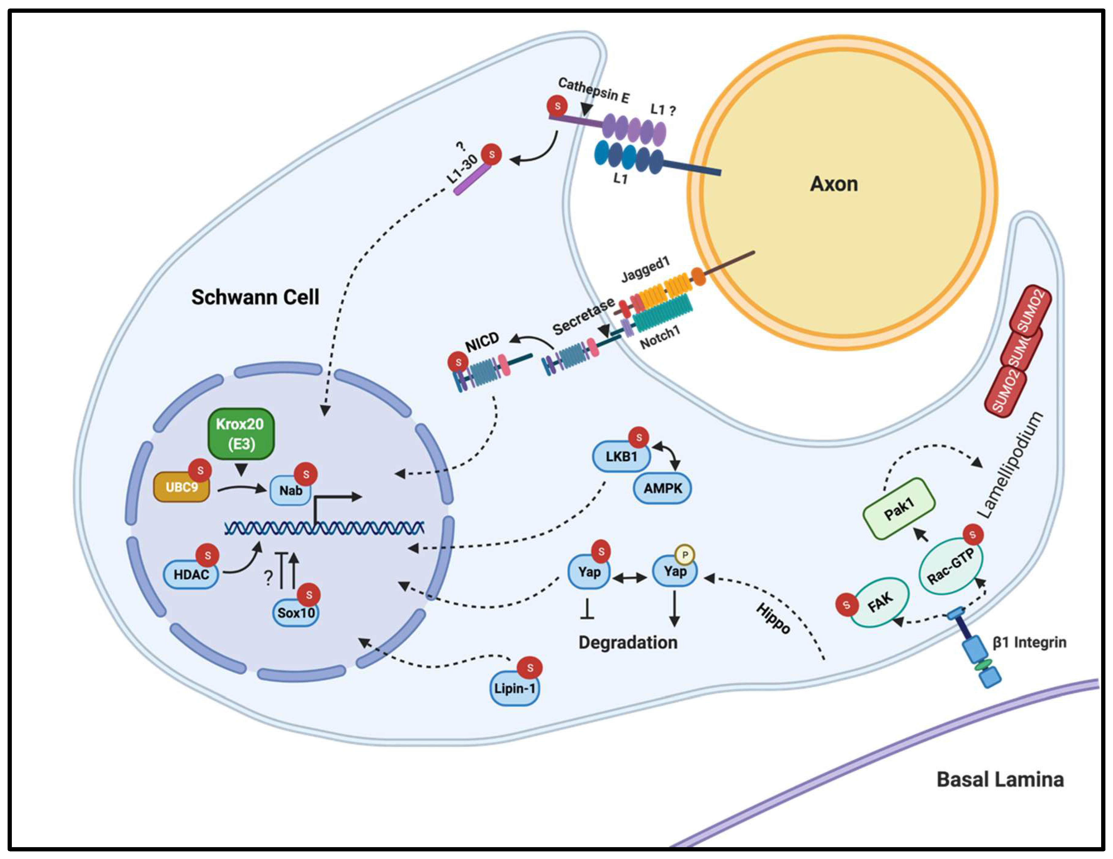 Biomolecules 11 01055 g002