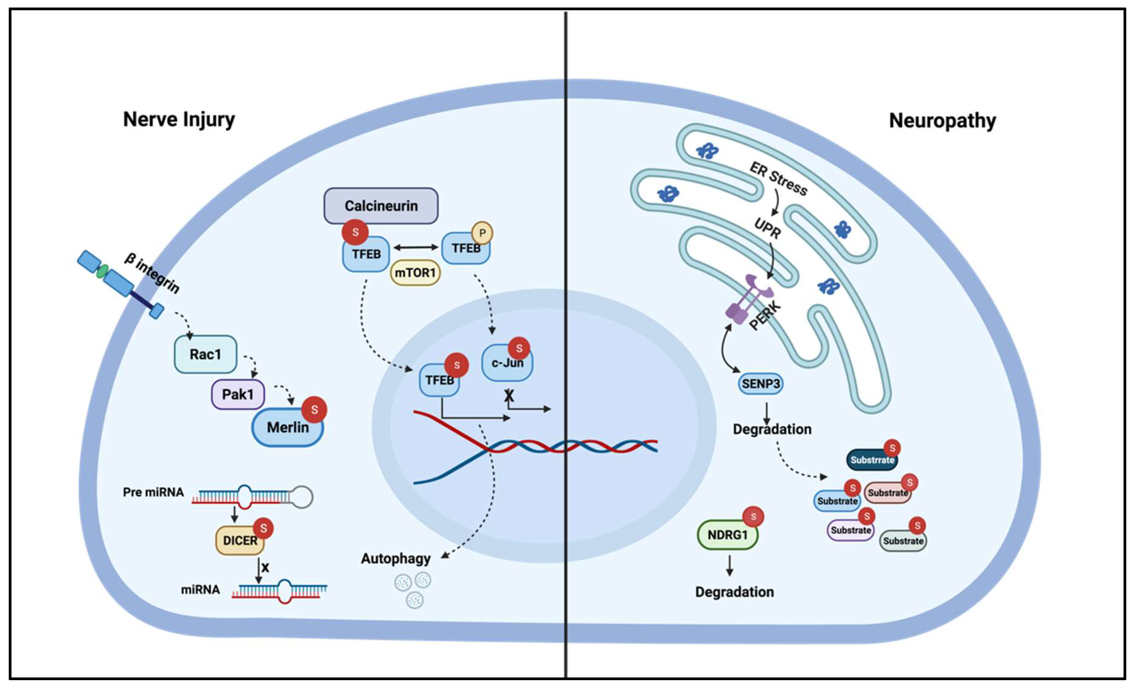 Biomolecules 11 01055 g003