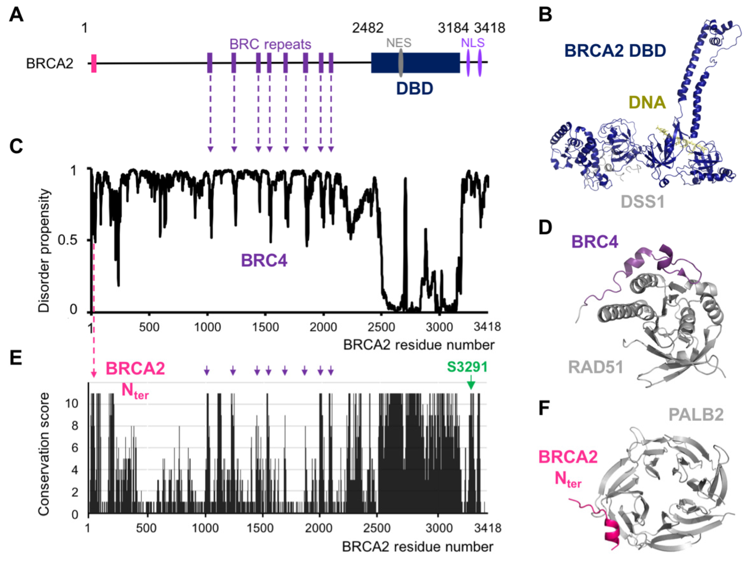 Biomolecules 11 01060 g001