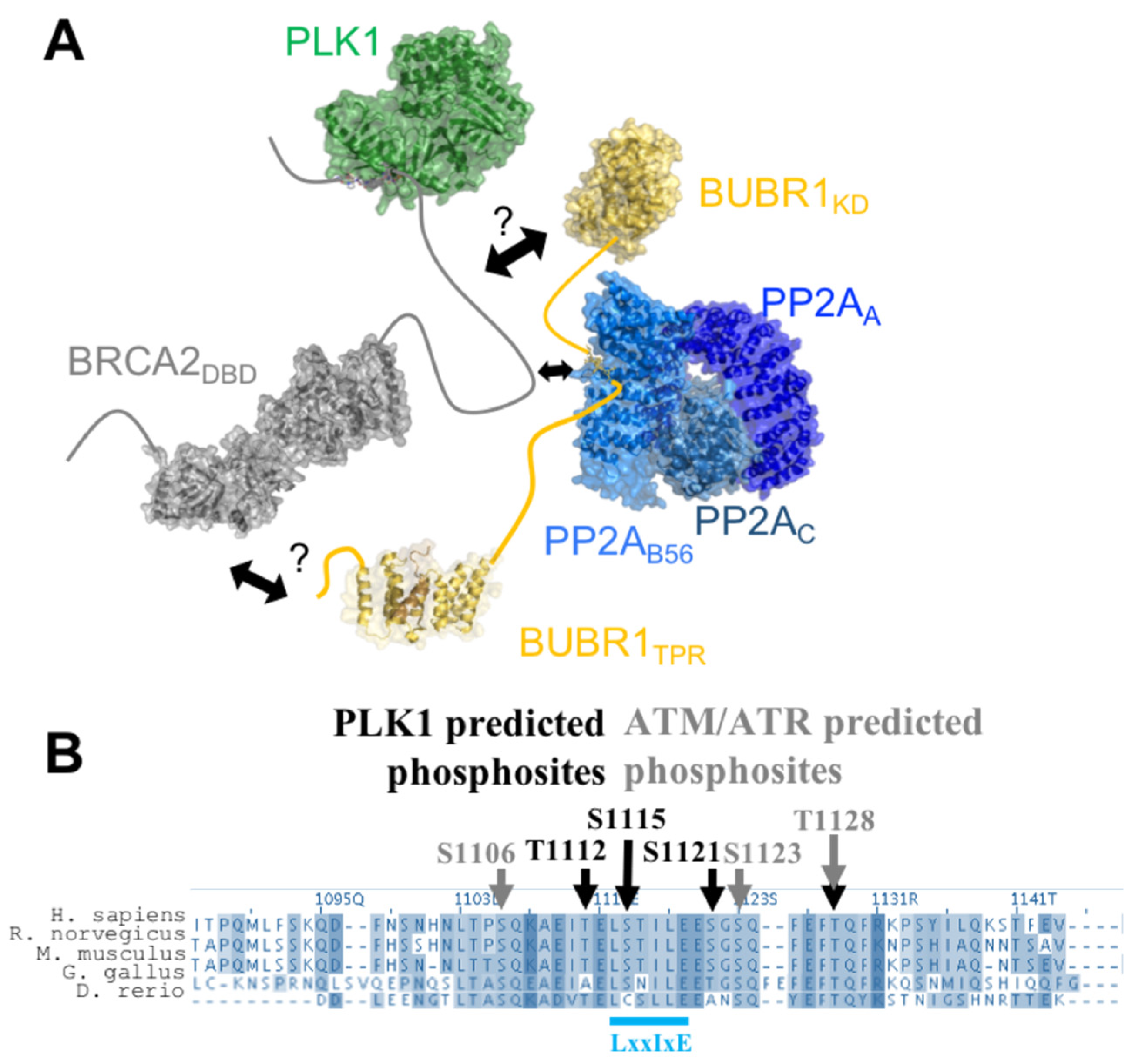 Biomolecules Free Full Text Intrinsic Disorder And Phosphorylation In Brca2 Facilitate Tight Regulation Of Multiple Conserved Binding Events Html Biomolecules Free Full Text Intrinsic Disorder And Phosphorylation In Brca2 Facilitate Tight Regulation Of Multiple Conserved Binding Events Html
