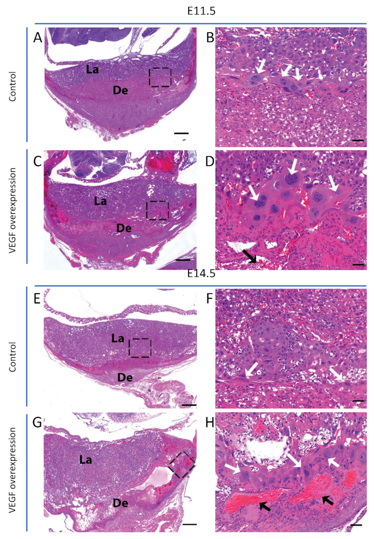 Biomolecules 11 01062 g001 550