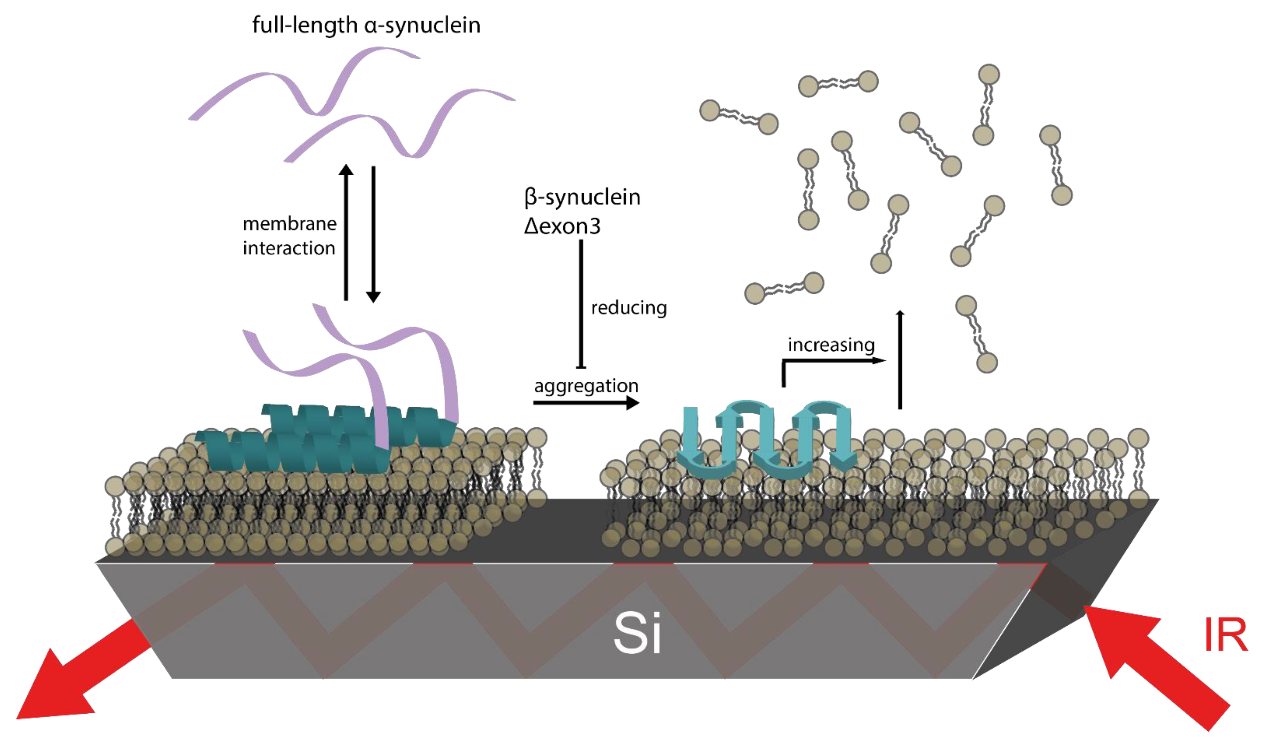 Biomolecules 11 01067 g006