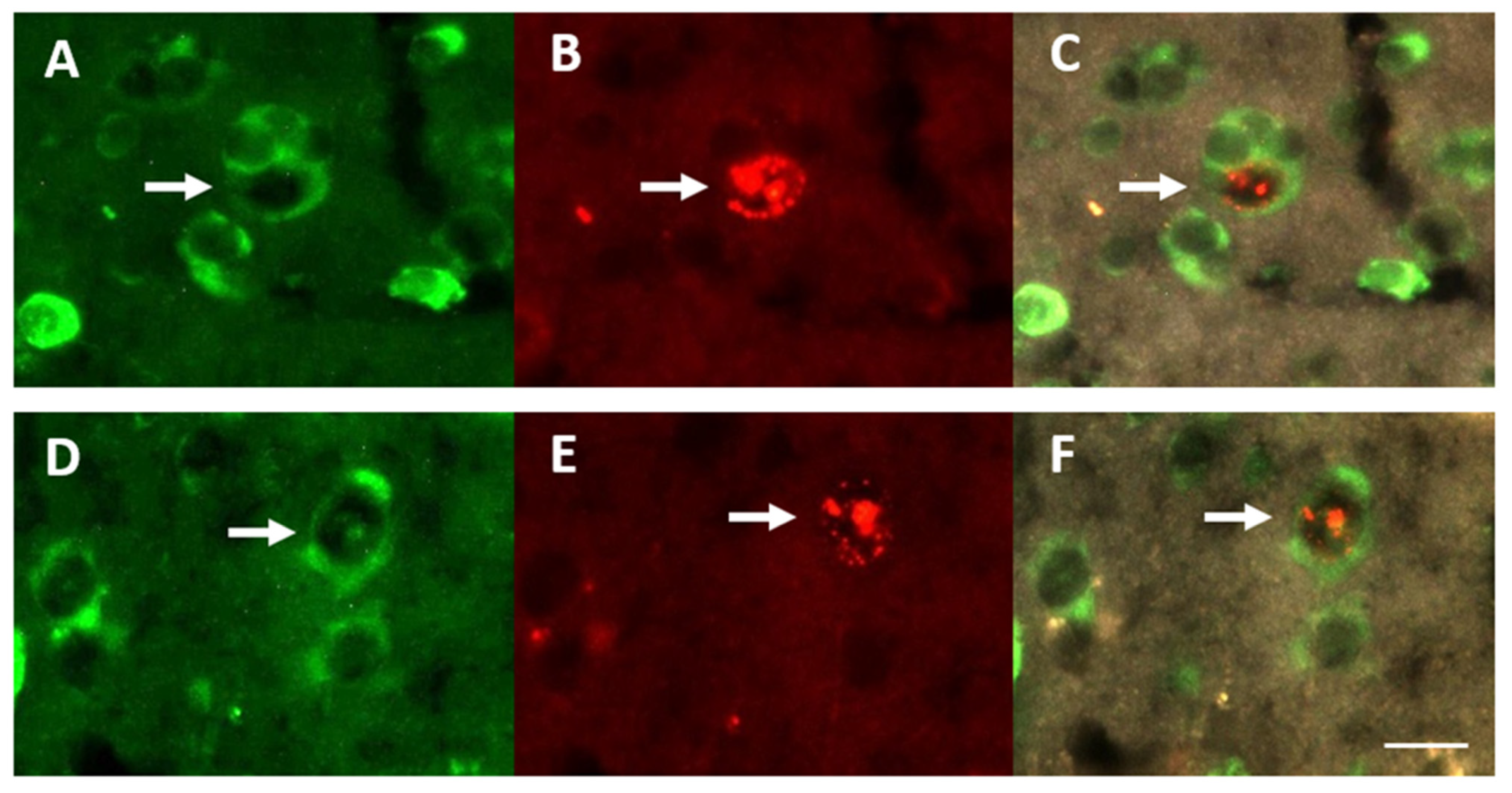 Biomolecules 11 01069 g003 Biomolecules 11 01069 g003