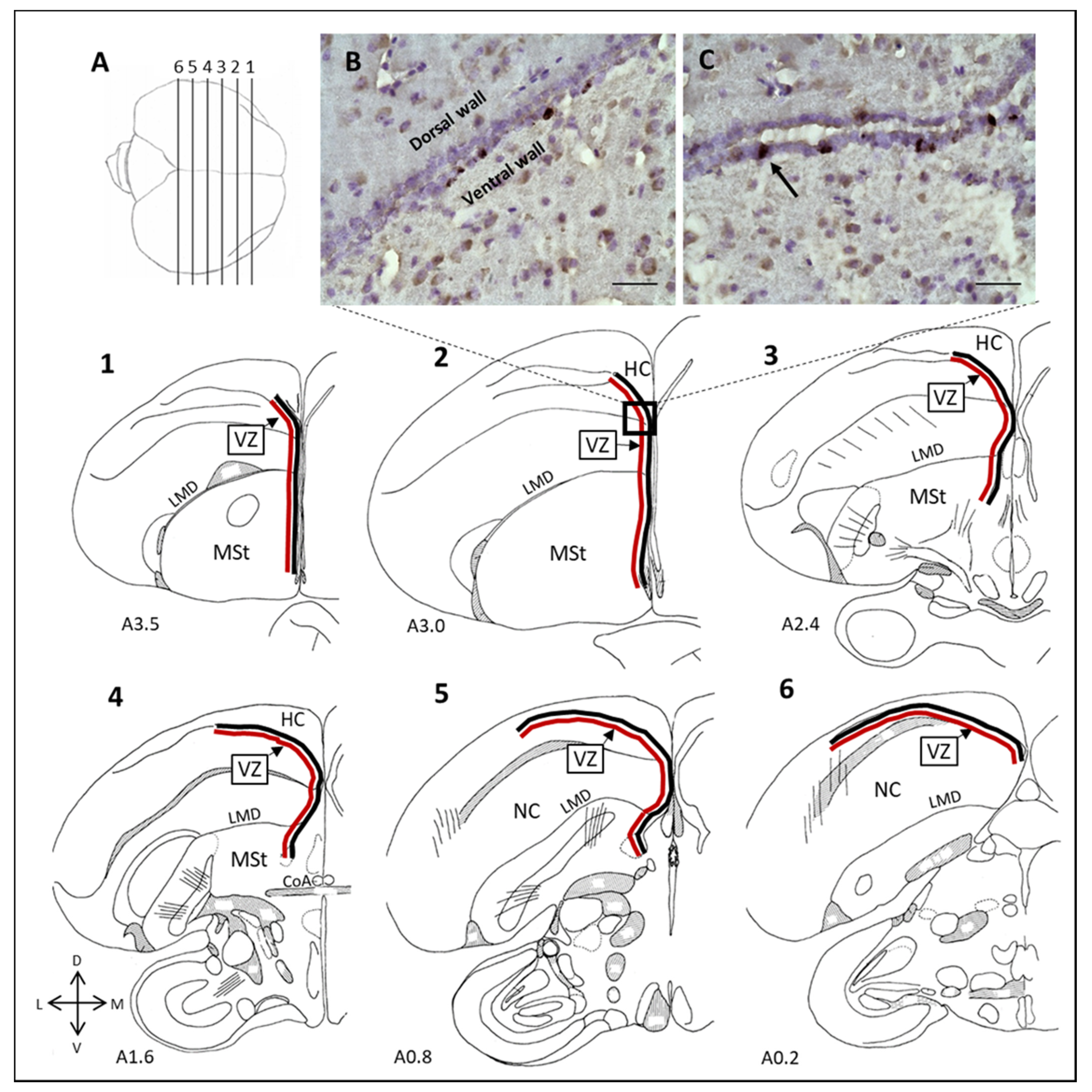Biomolecules 11 01069 g004 Biomolecules 11 01069 g004