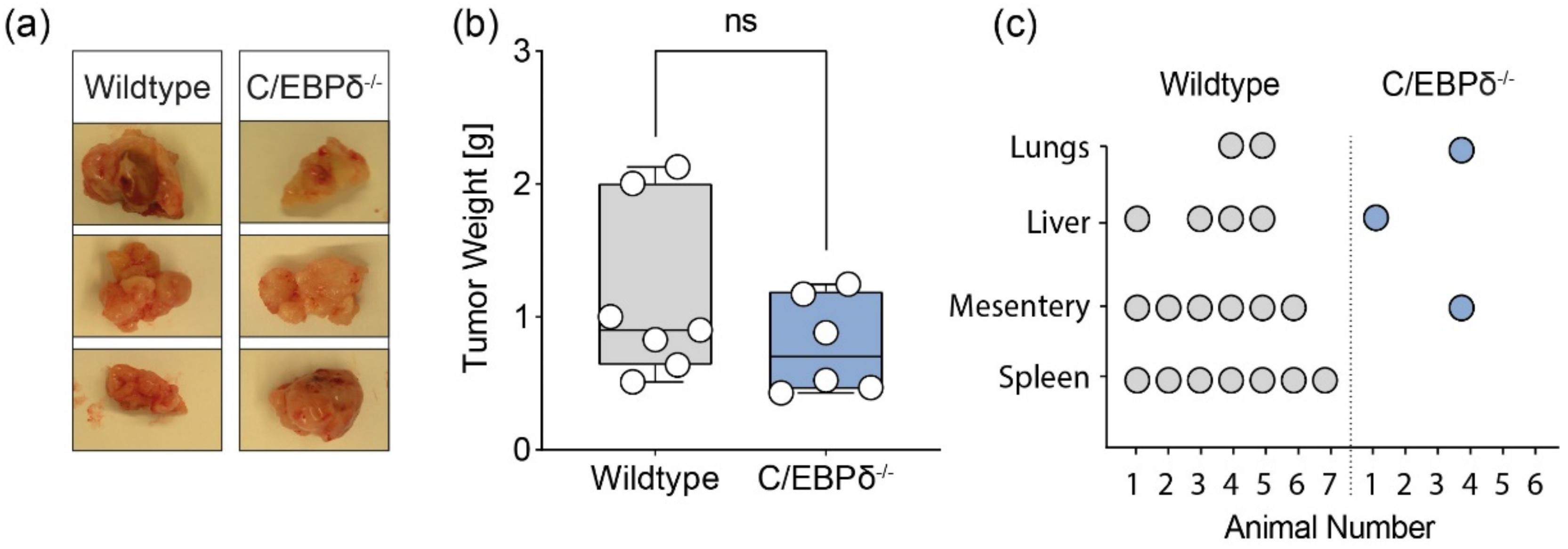 Biomolecules 11 01079 g002 550