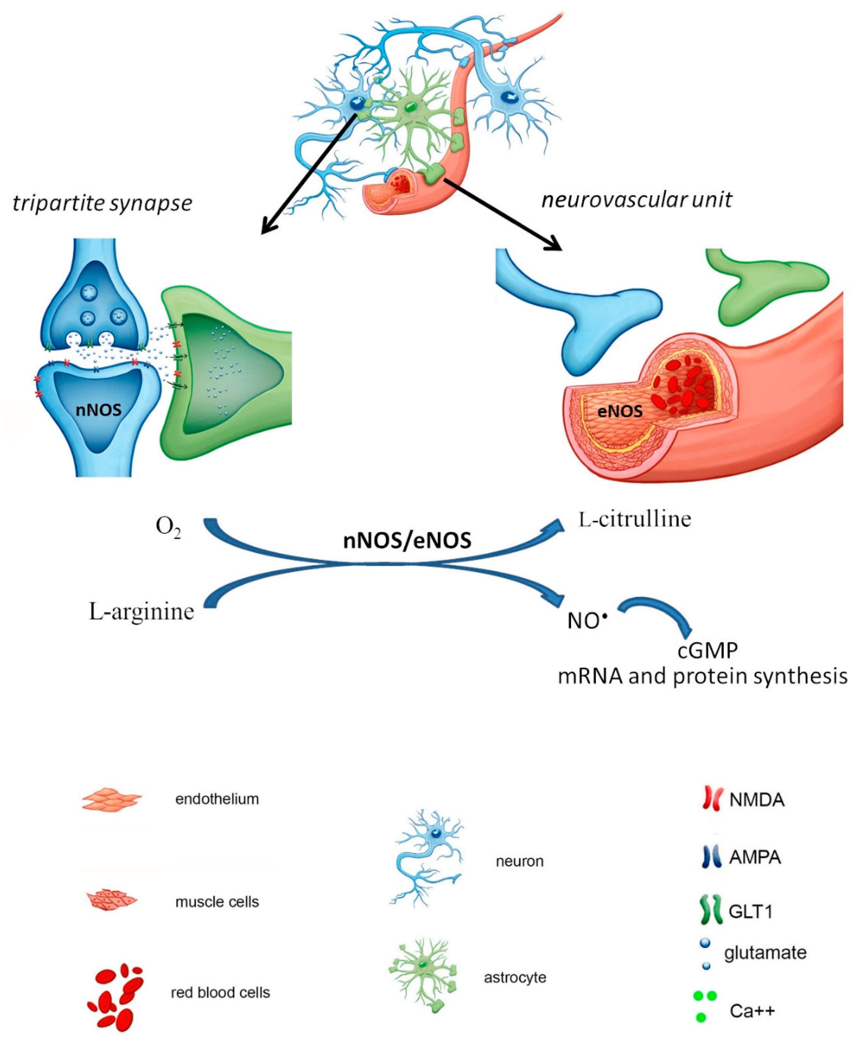 Maximal endothelial NO and ONOO- concentrations, and [N