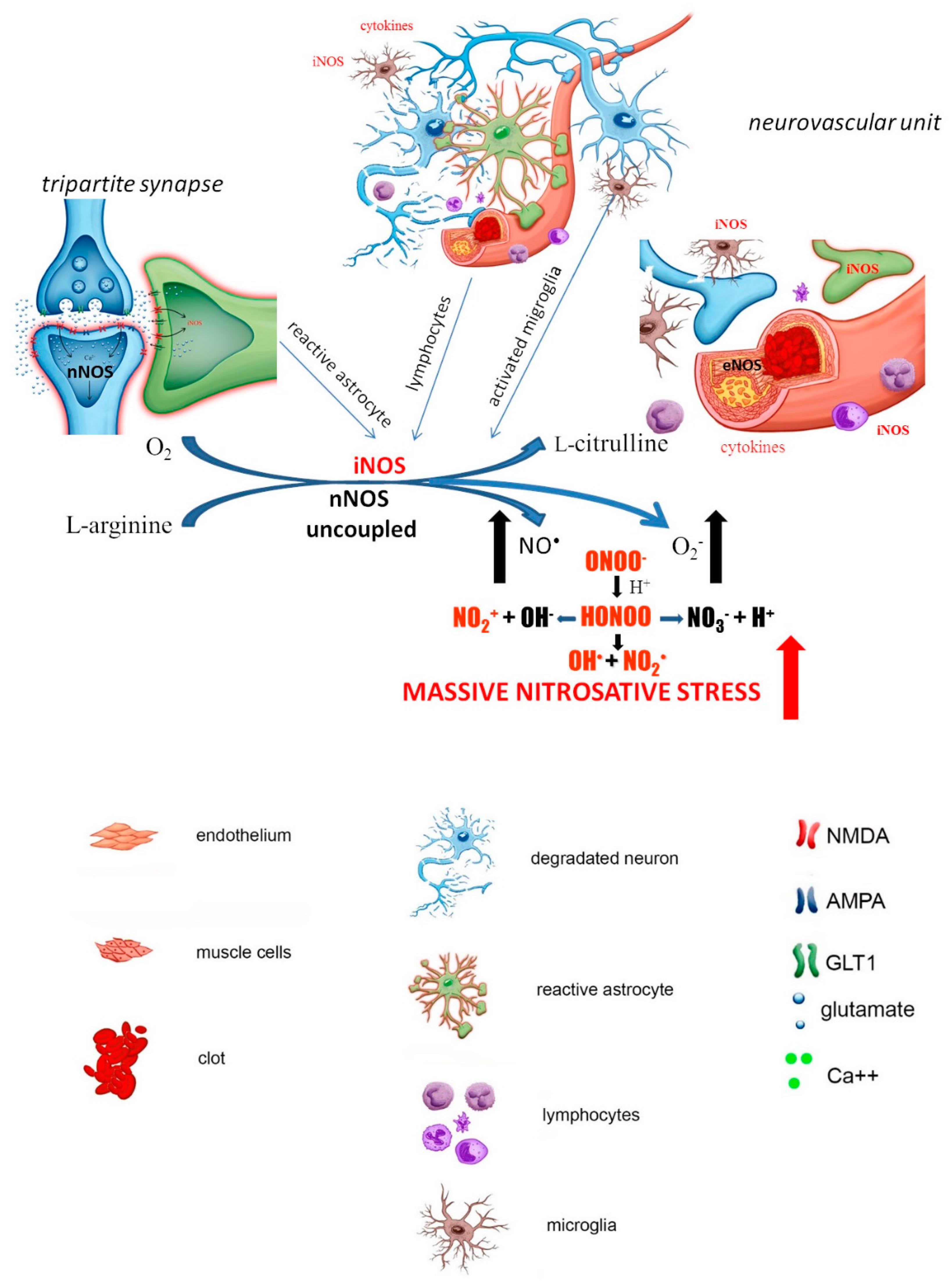 Biomolecules 11 01097 g003