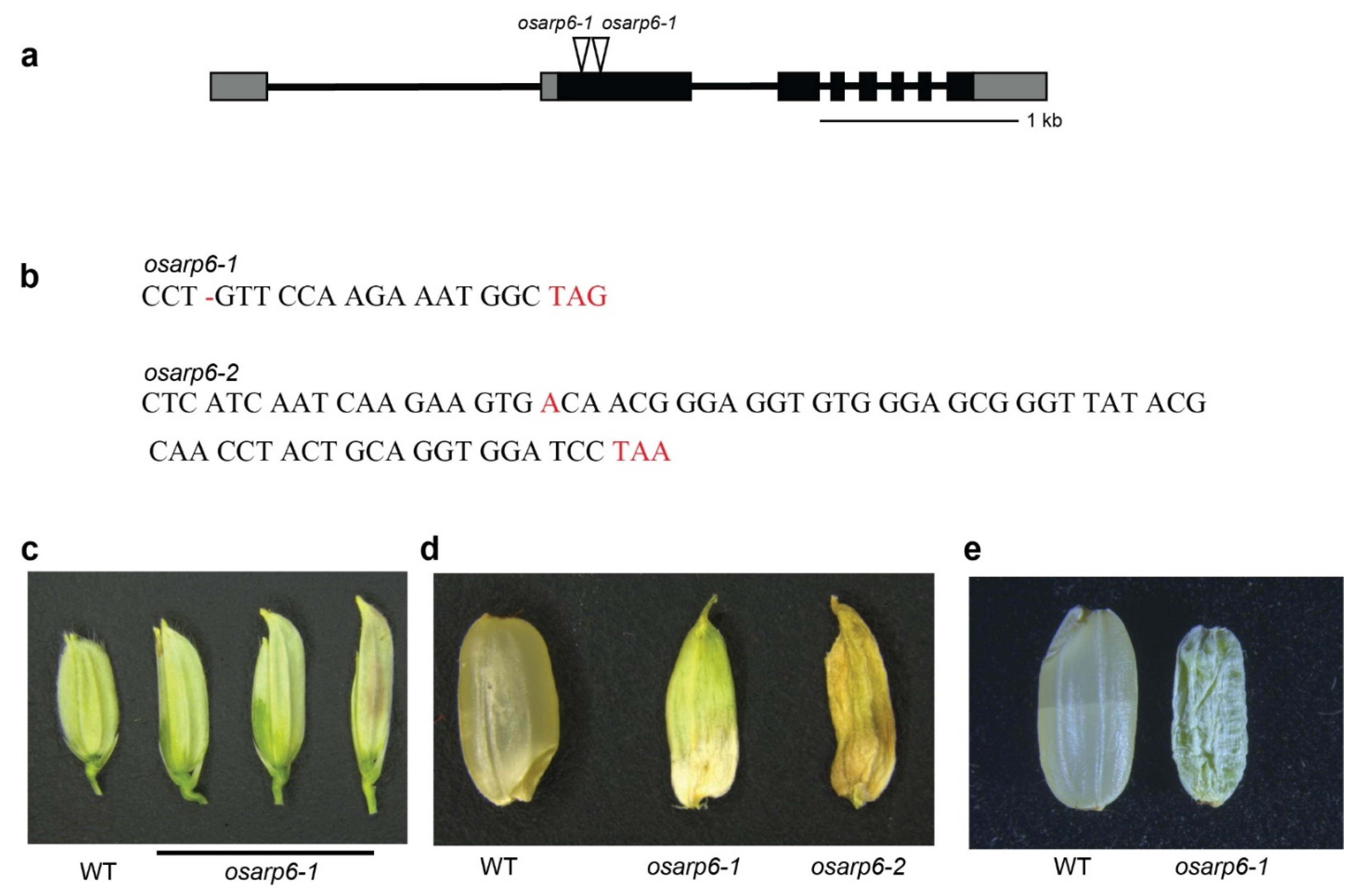 Biomolecules 11 01100 g002