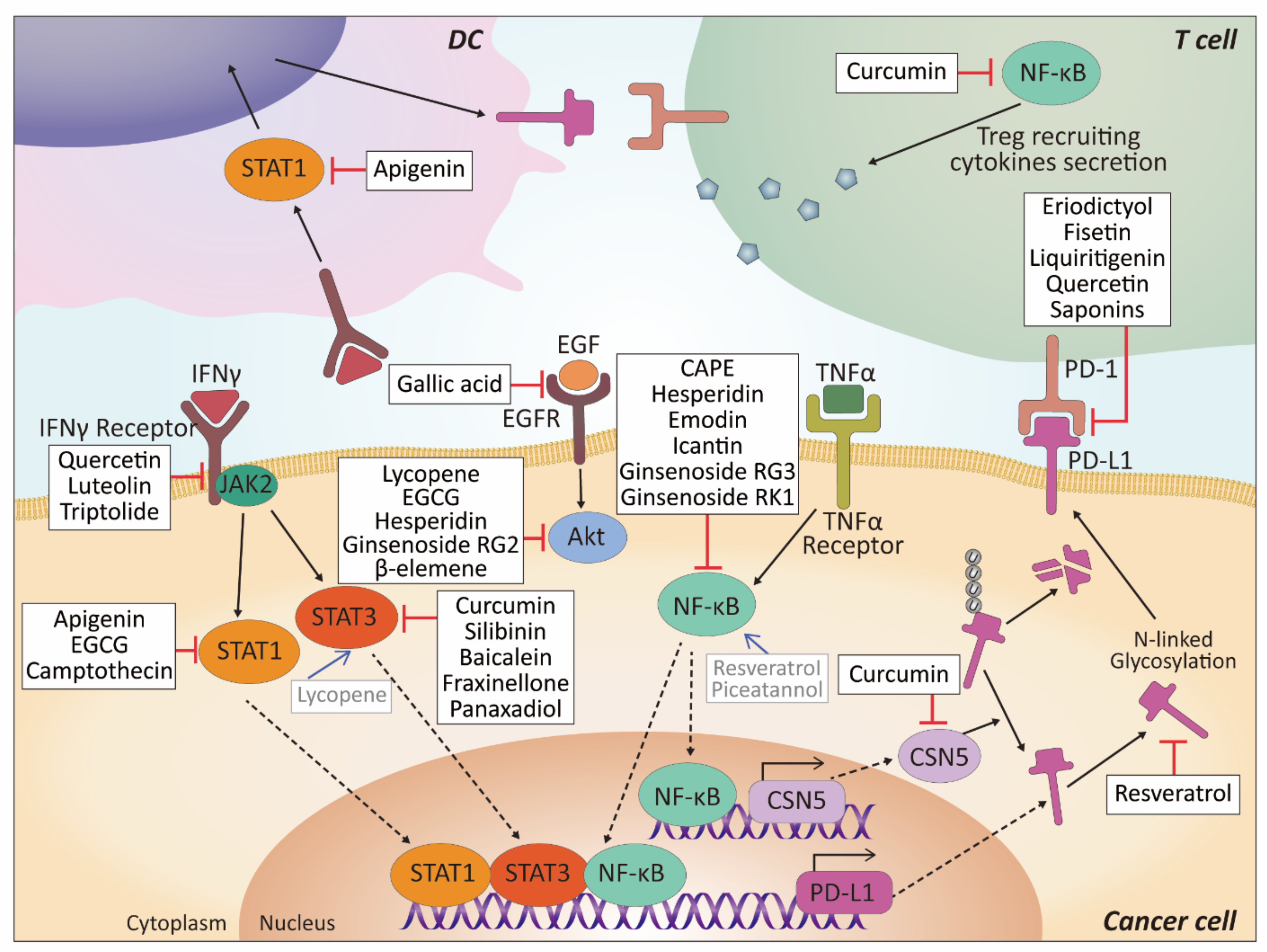 Biomolecules 11 01107 g004 Biomolecules 11 01107 g004