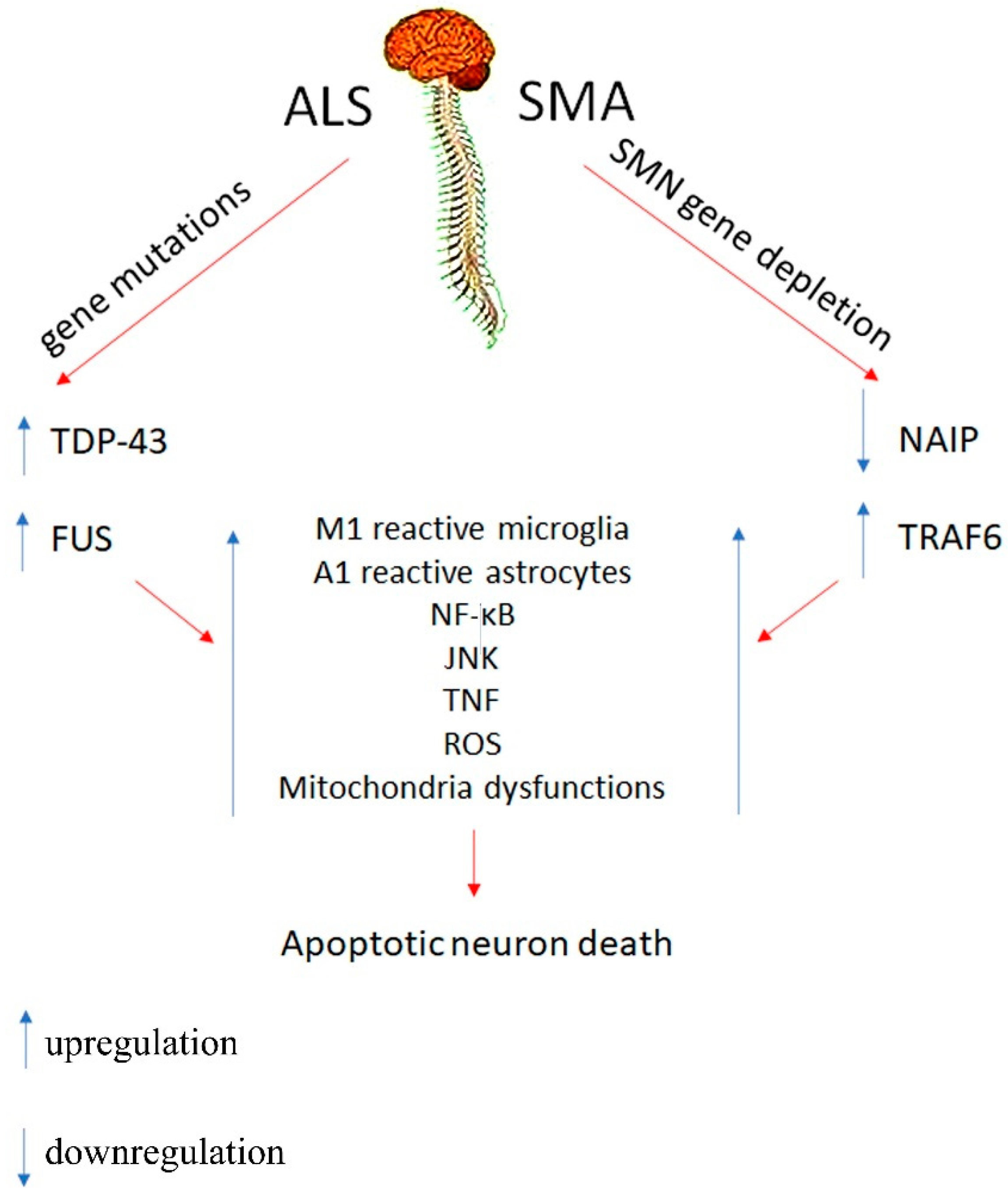 Biomolecules 11 01109 sch001 Biomolecules 11 01109 sch001