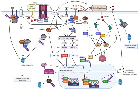 Biomolecules Free Full Text Understanding And Exploiting Post Translational Modifications For Plant Disease Resistance Html