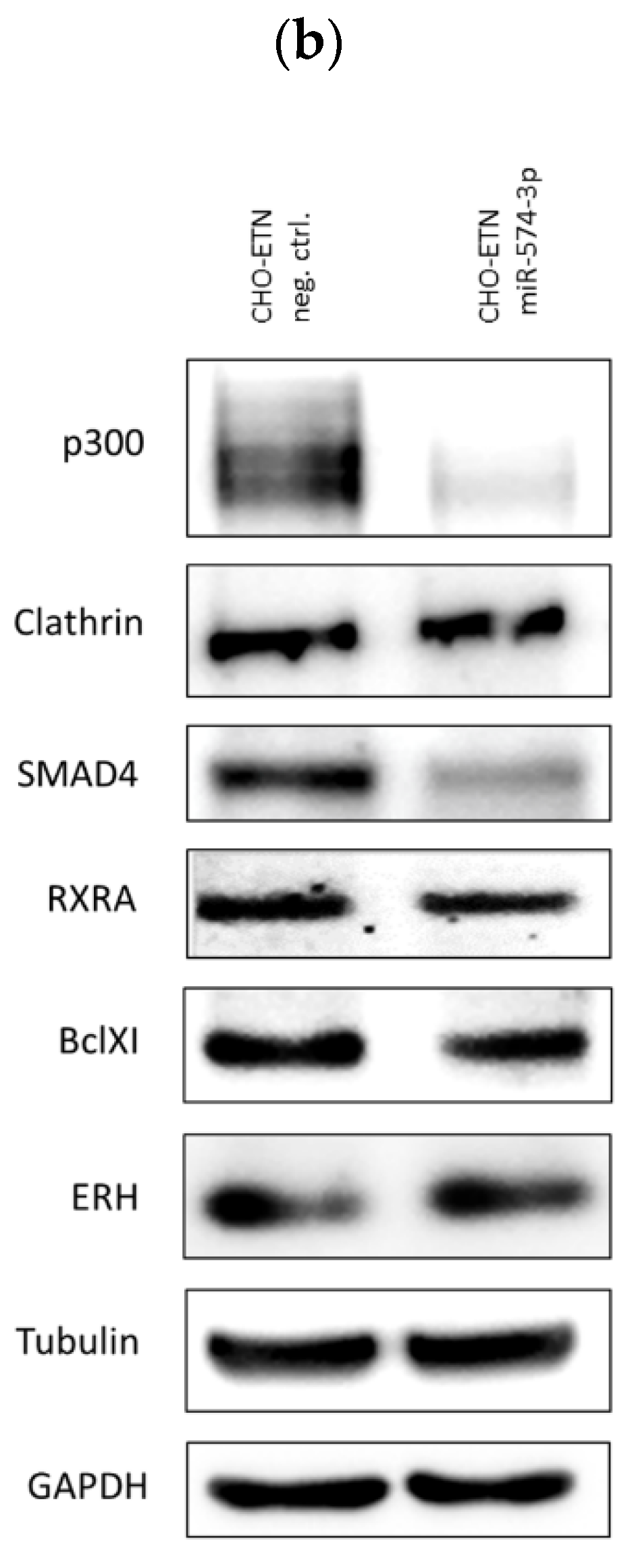 Biomolecules 11 01125 g008b