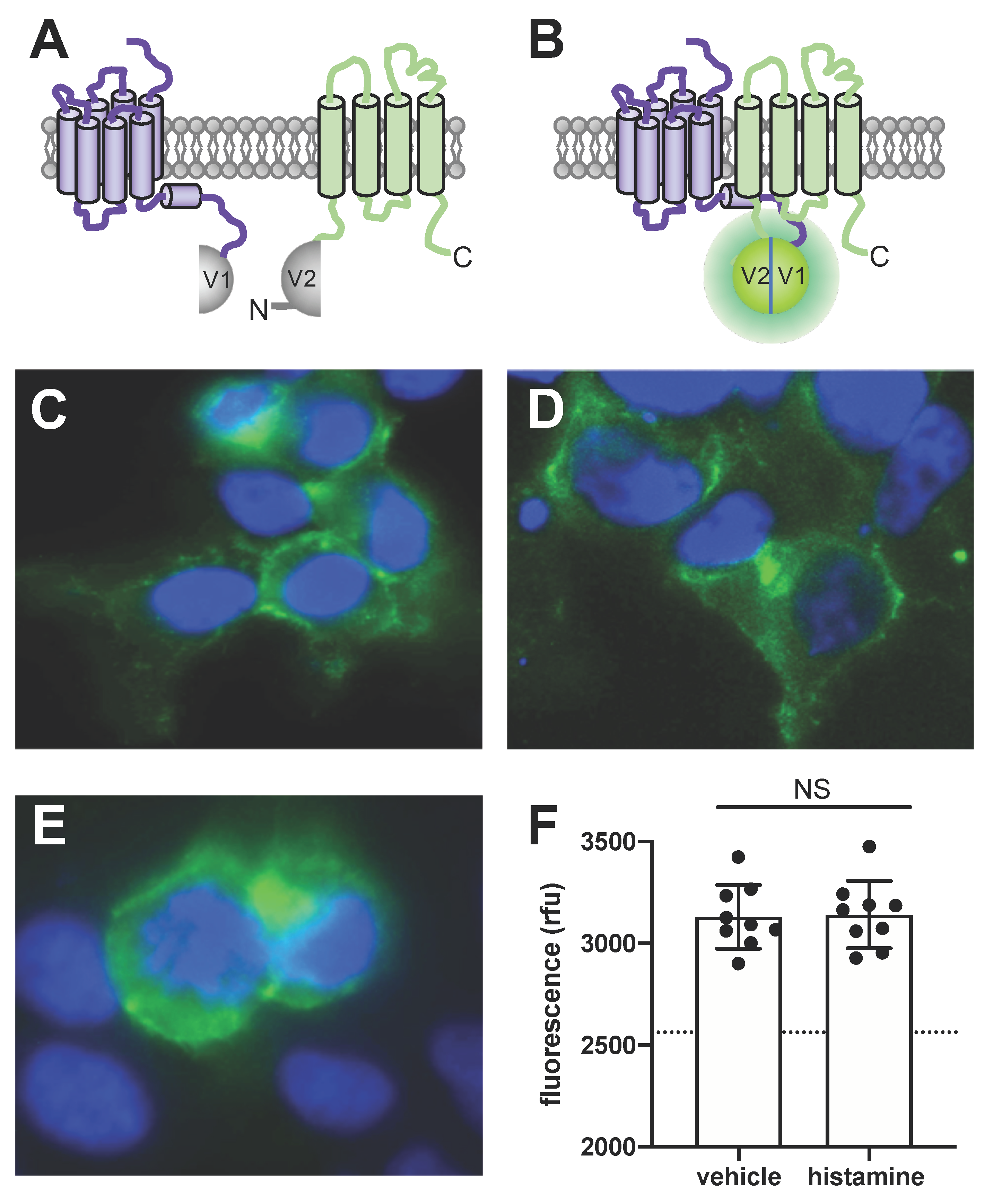 Biomolecules 11 01127 g004 Biomolecules 11 01127 g004