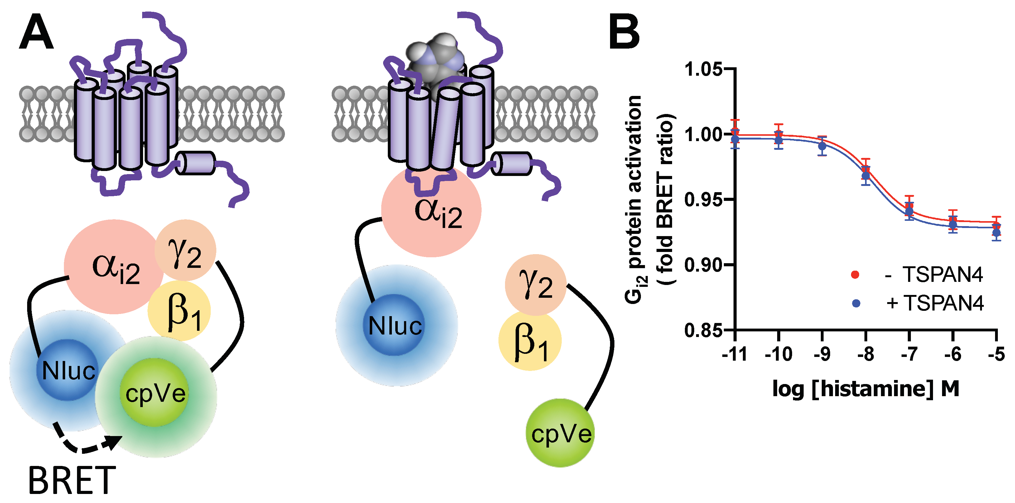 Biomolecules 11 01127 g006 Biomolecules 11 01127 g006