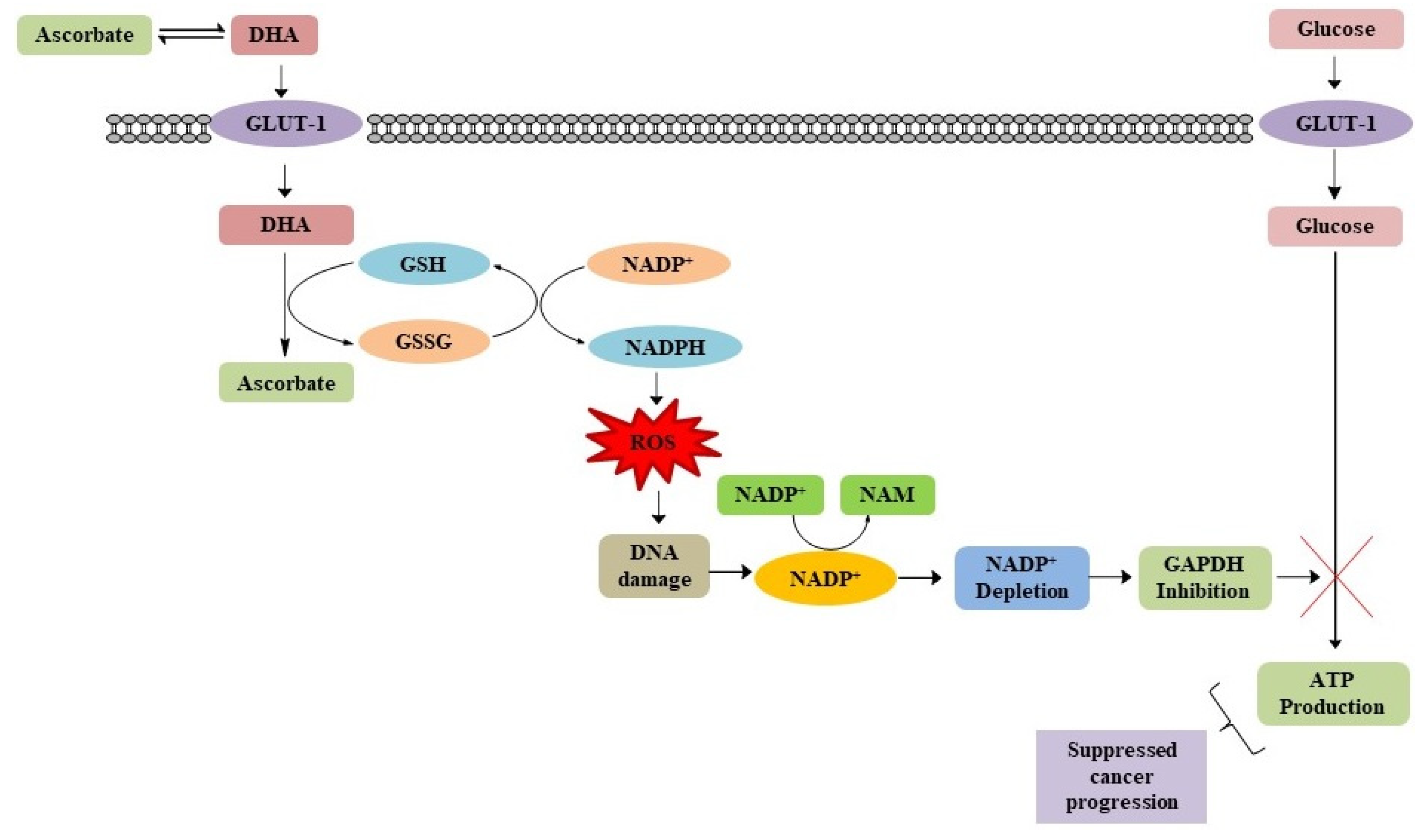 Biomolecules 11 01130 g007