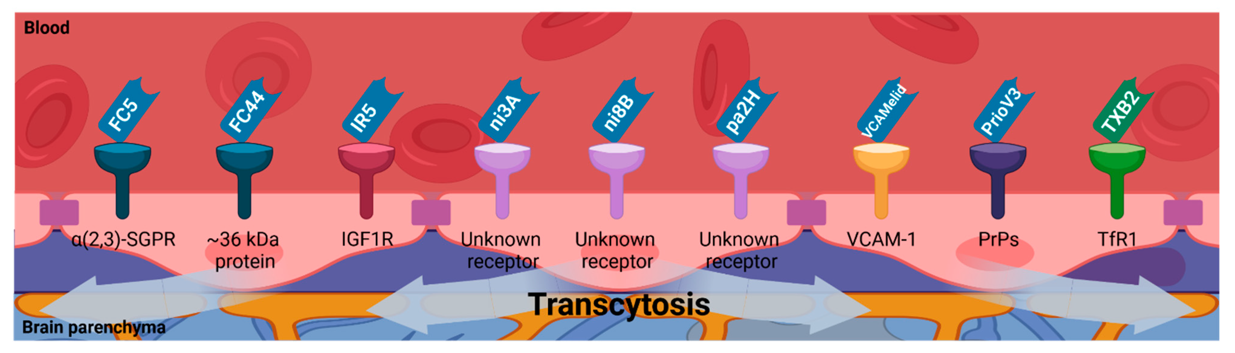 Biomolecules 11 01131 g003
