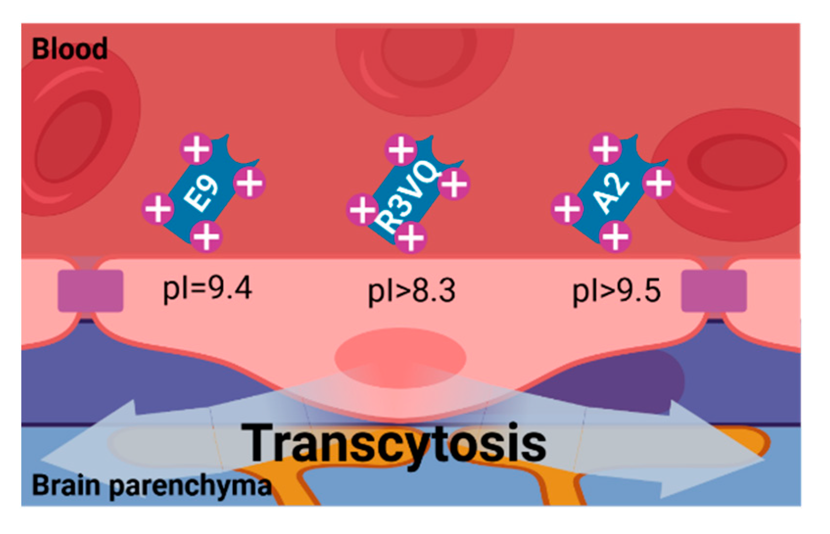 Biomolecules 11 01131 g004