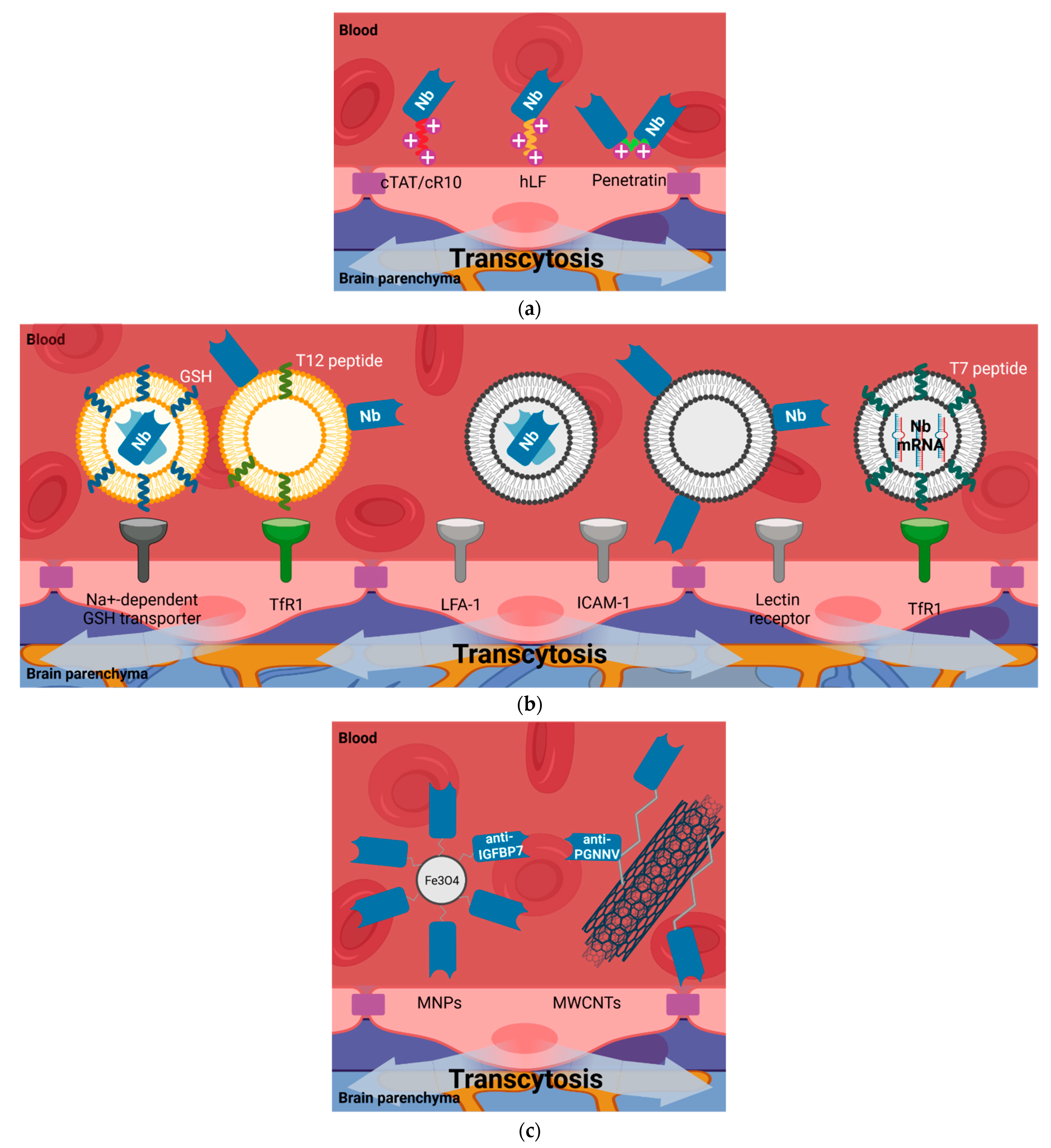 Biomolecules 11 01131 g005