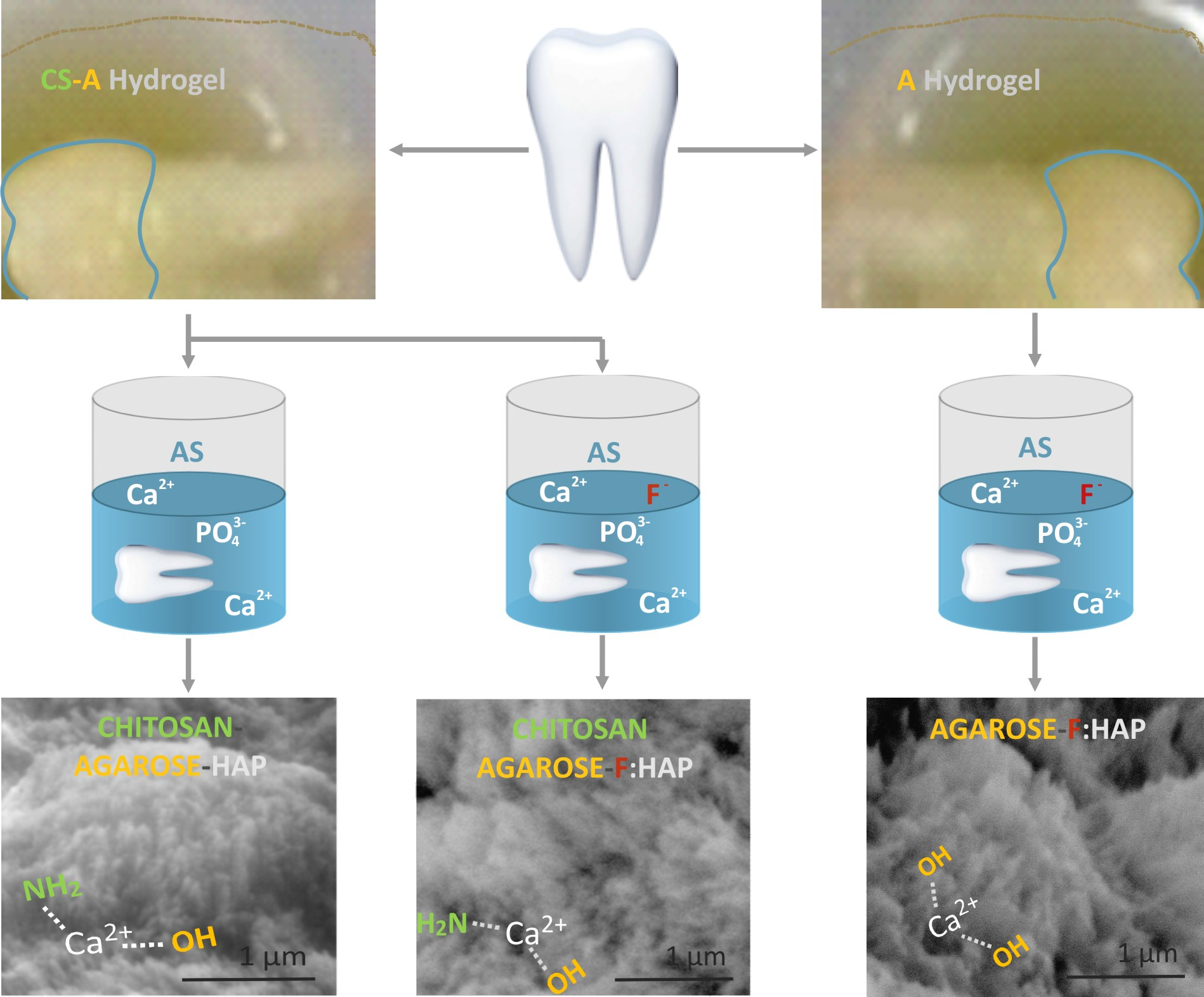Biomolecules Free FullText A ChitosanAgarose PolysaccharideBased