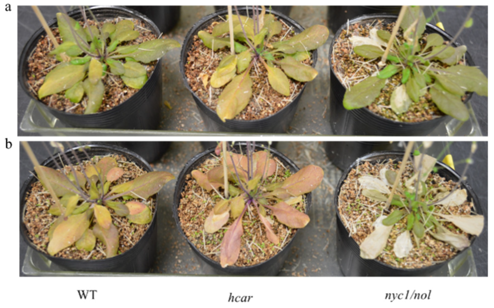 Biomolecules 11 01143 g002