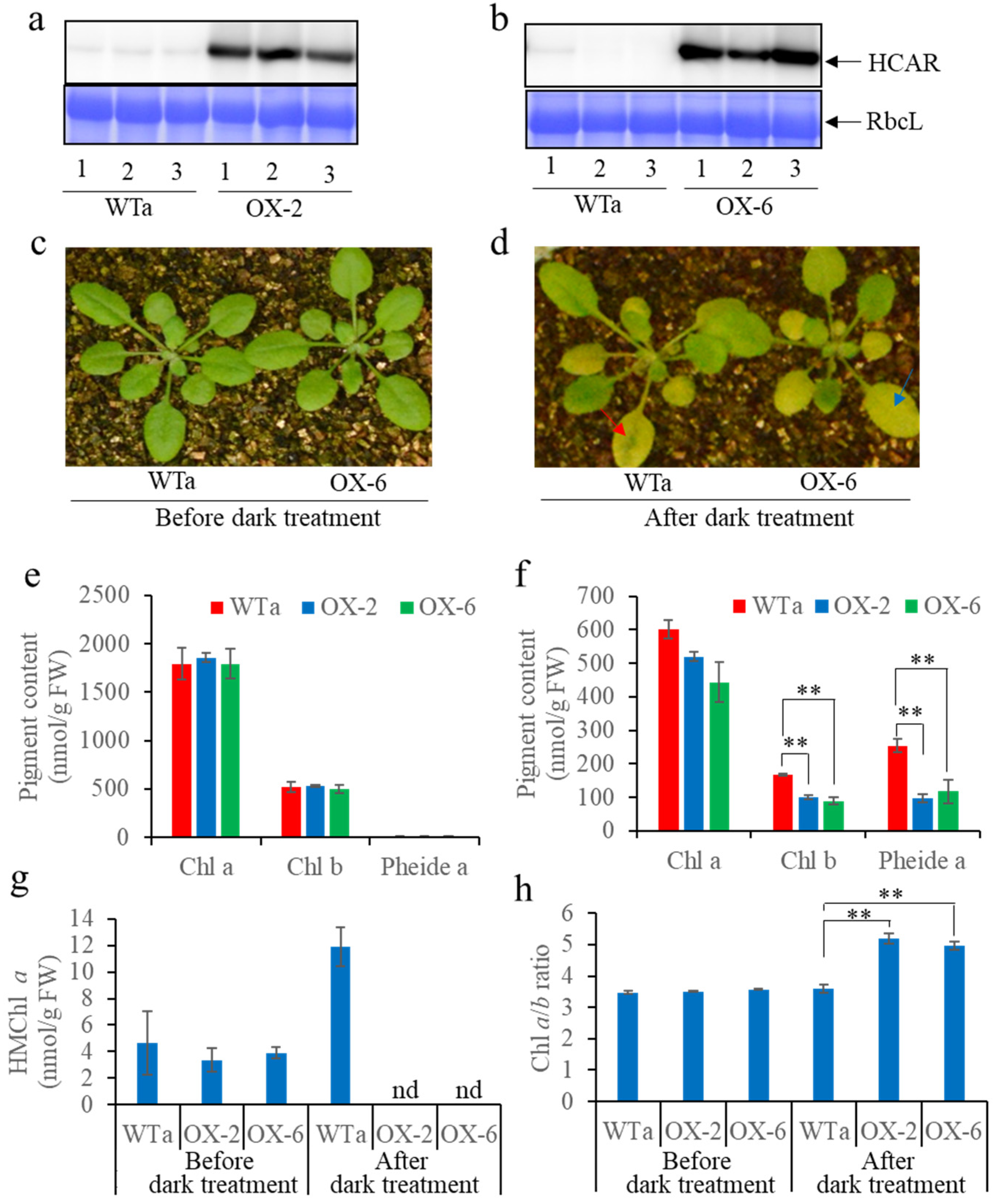 Biomolecules 11 01143 g004
