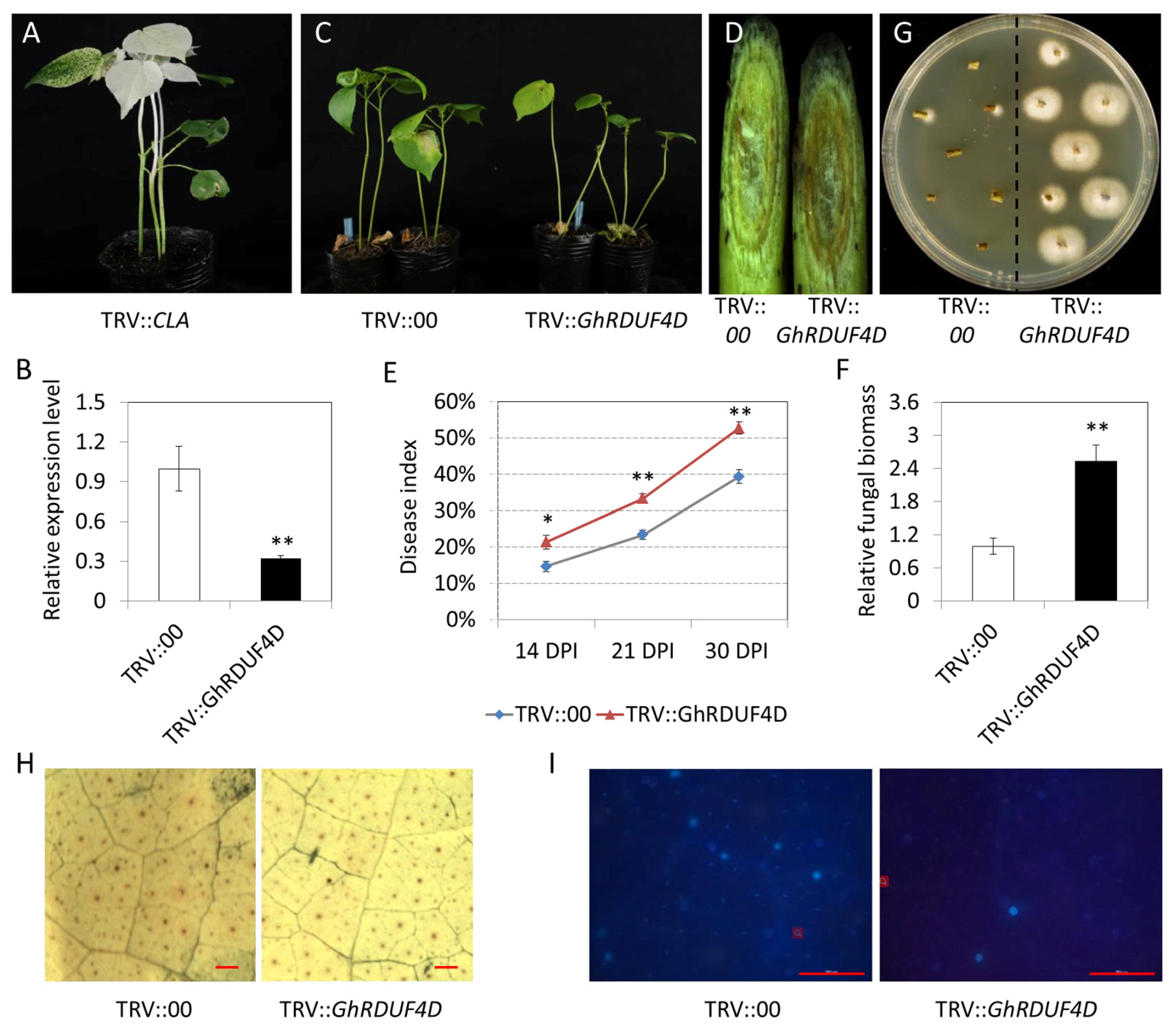 Biomolecules 11 01145 g009