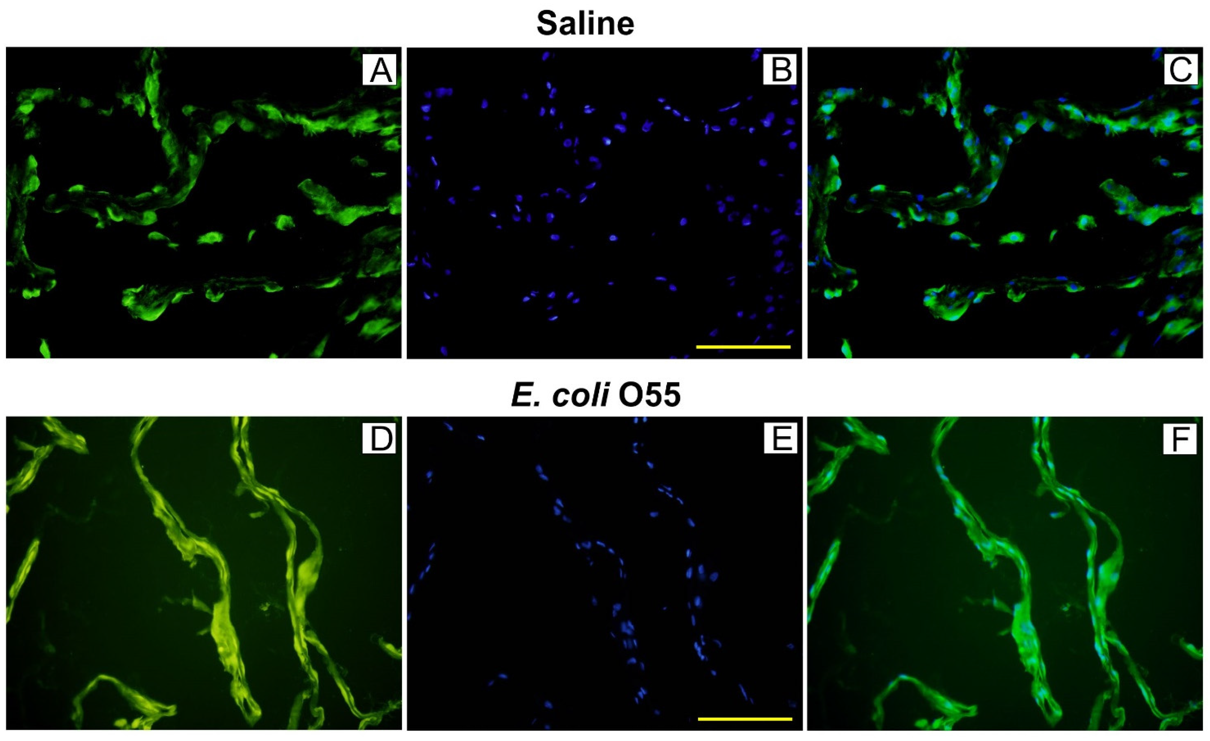 Biomolecules 11 01146 g002