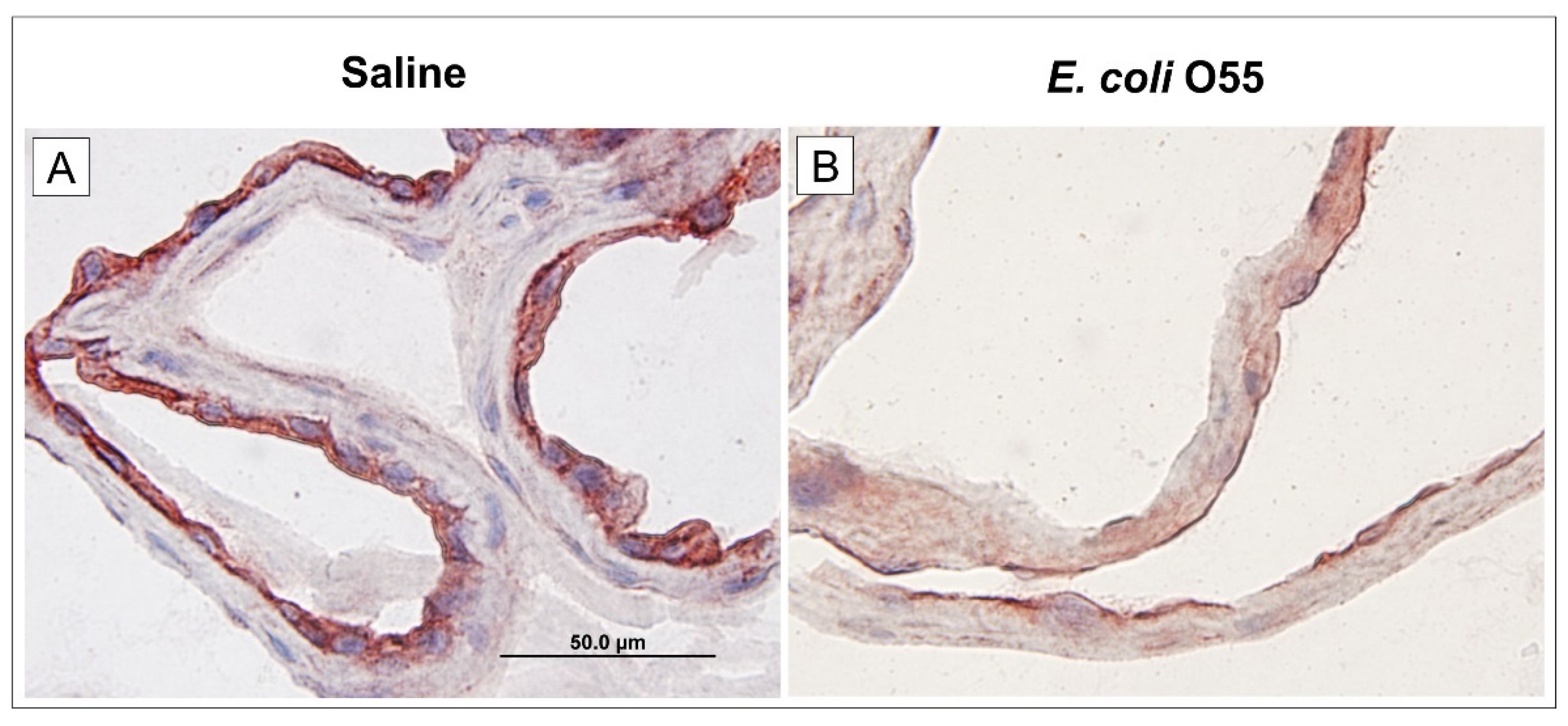 Biomolecules 11 01146 g003