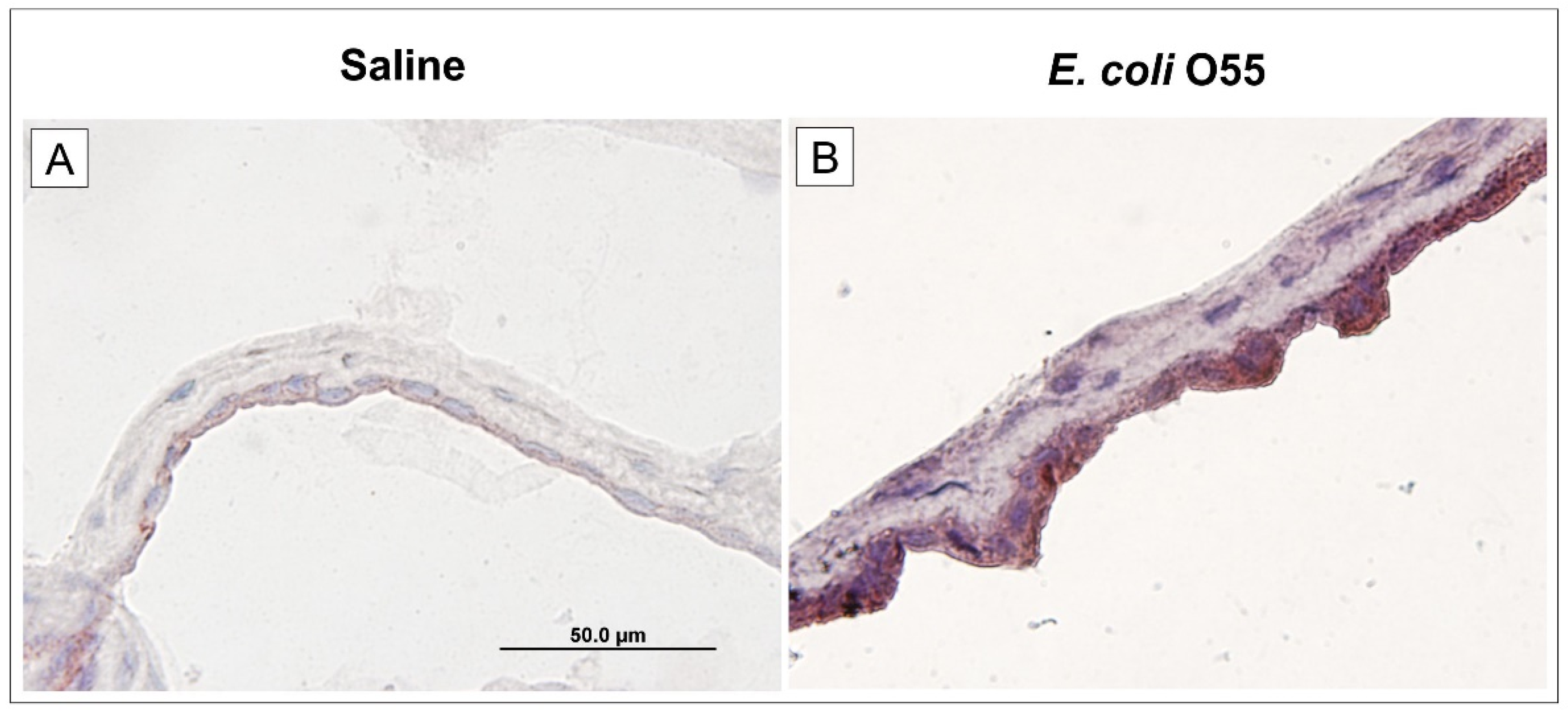 Biomolecules 11 01146 g004