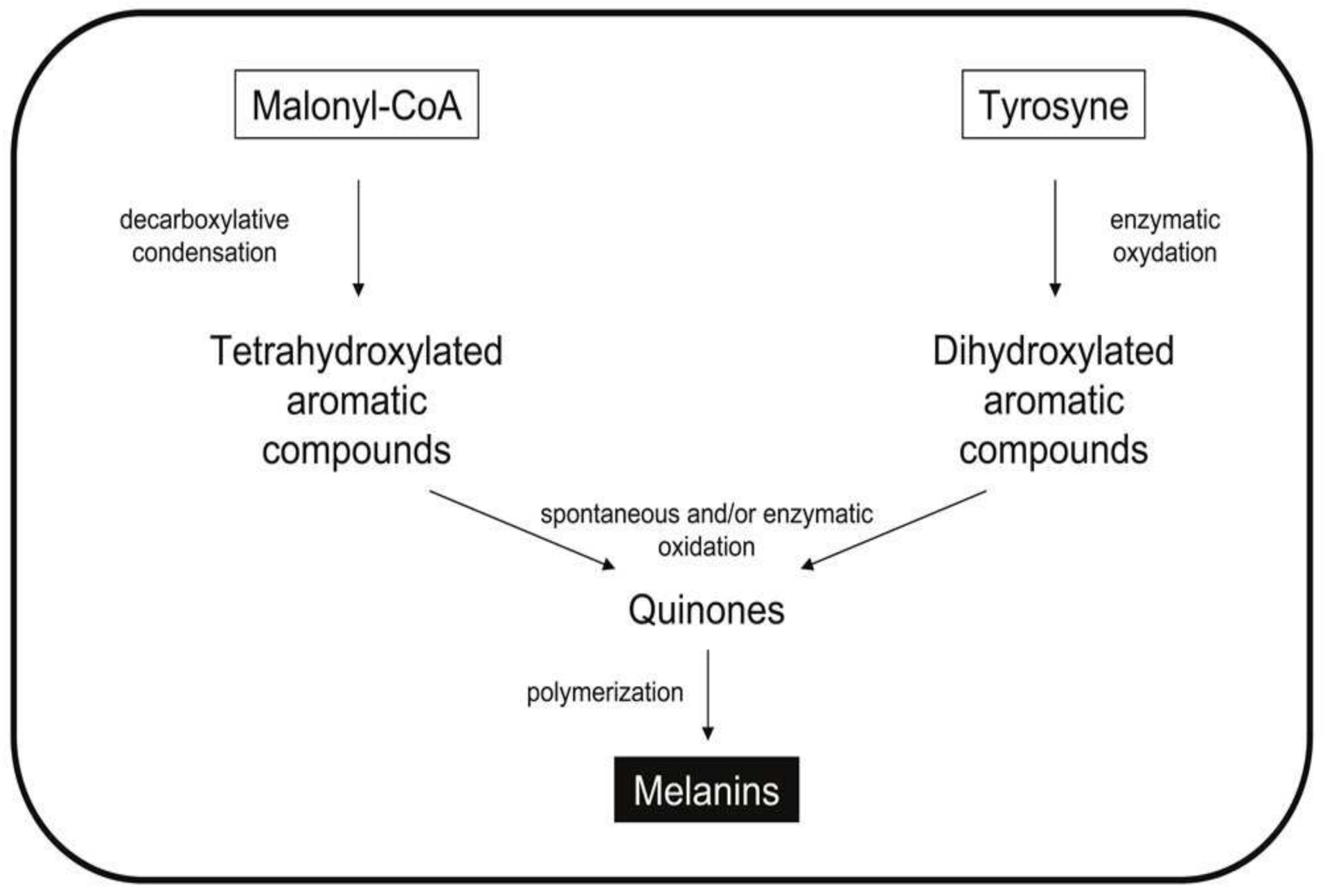 Biomolecules 11 01155 g003 Biomolecules 11 01155 g003