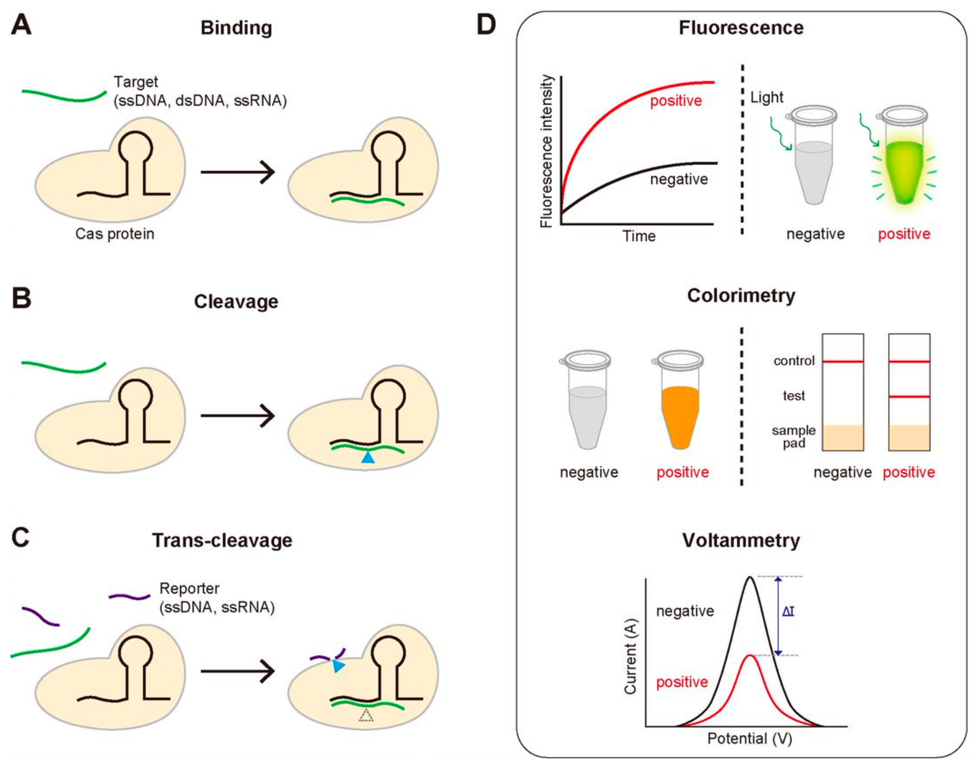 Biomolecules 11 01162 g002 Biomolecules 11 01162 g002