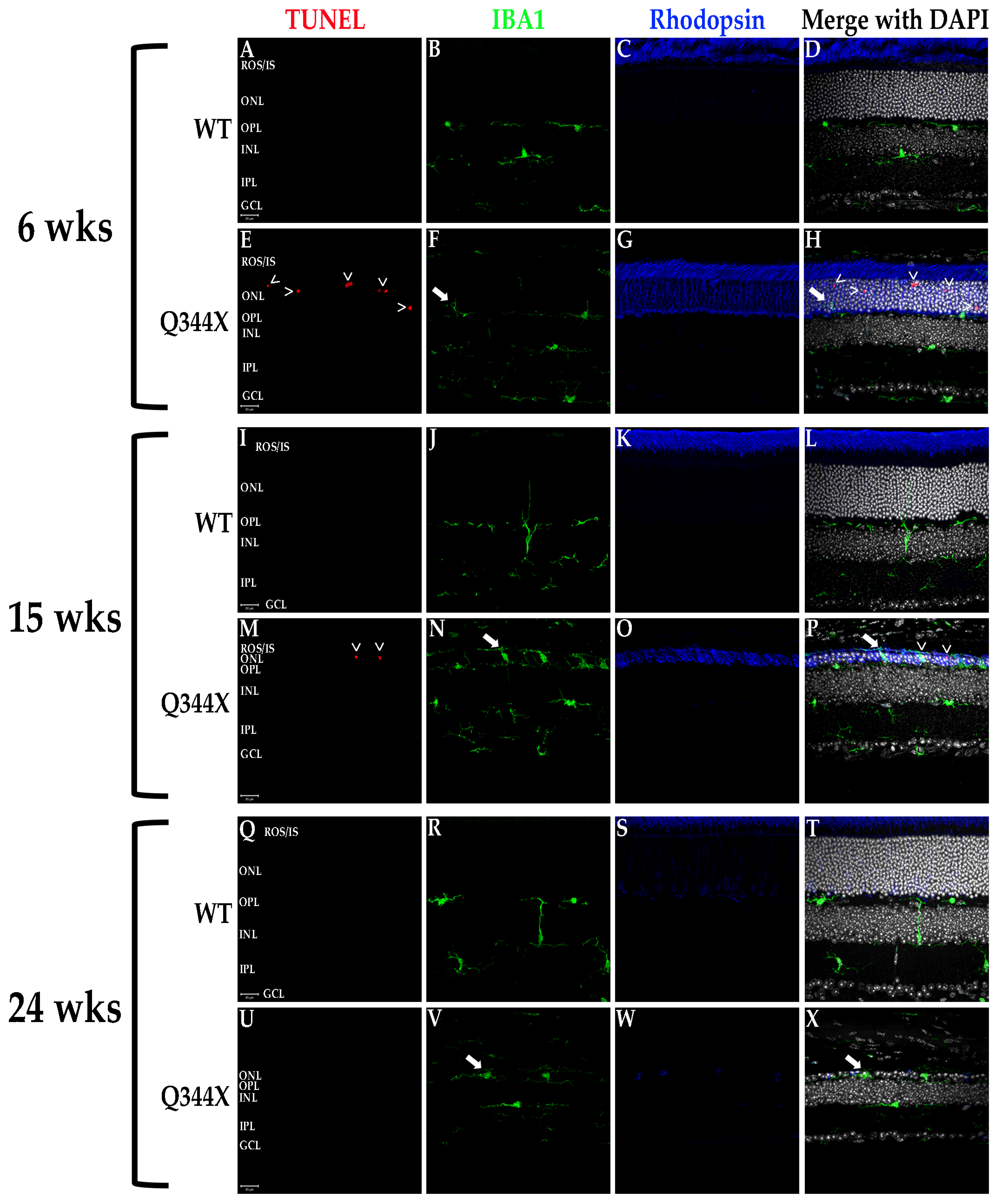 Biomolecules 11 01163 g004