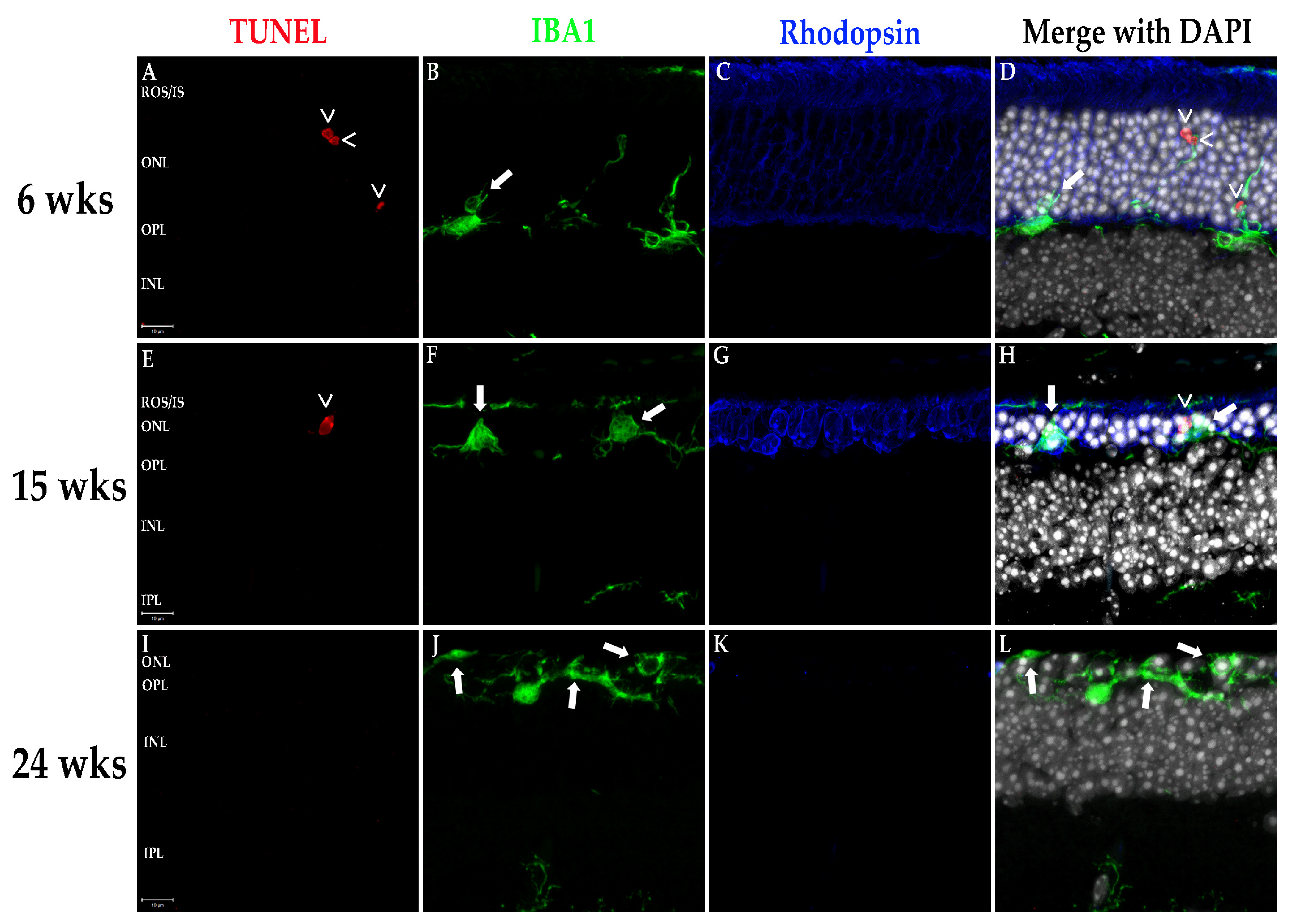 Biomolecules 11 01163 g005