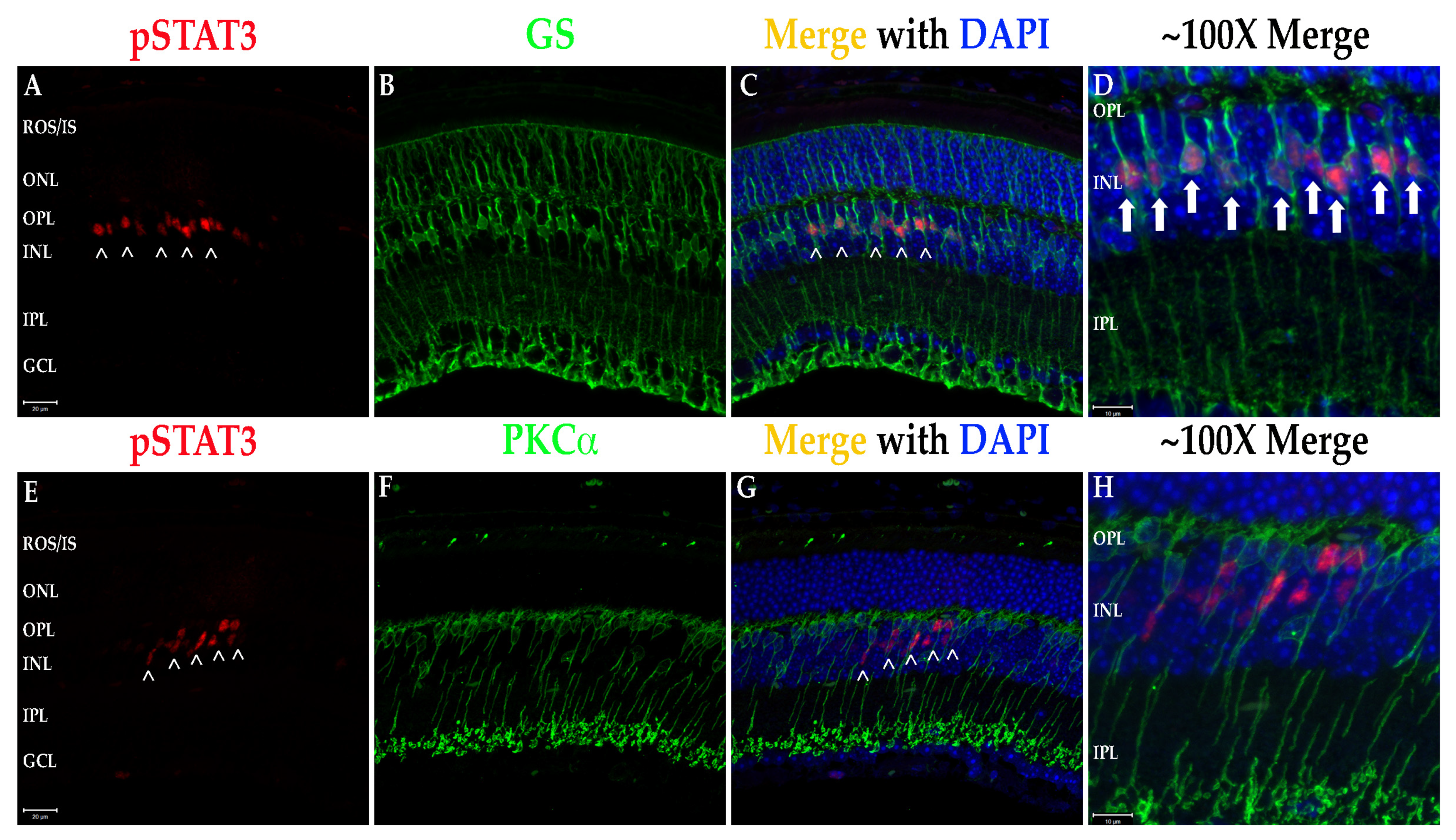 Biomolecules 11 01163 g008