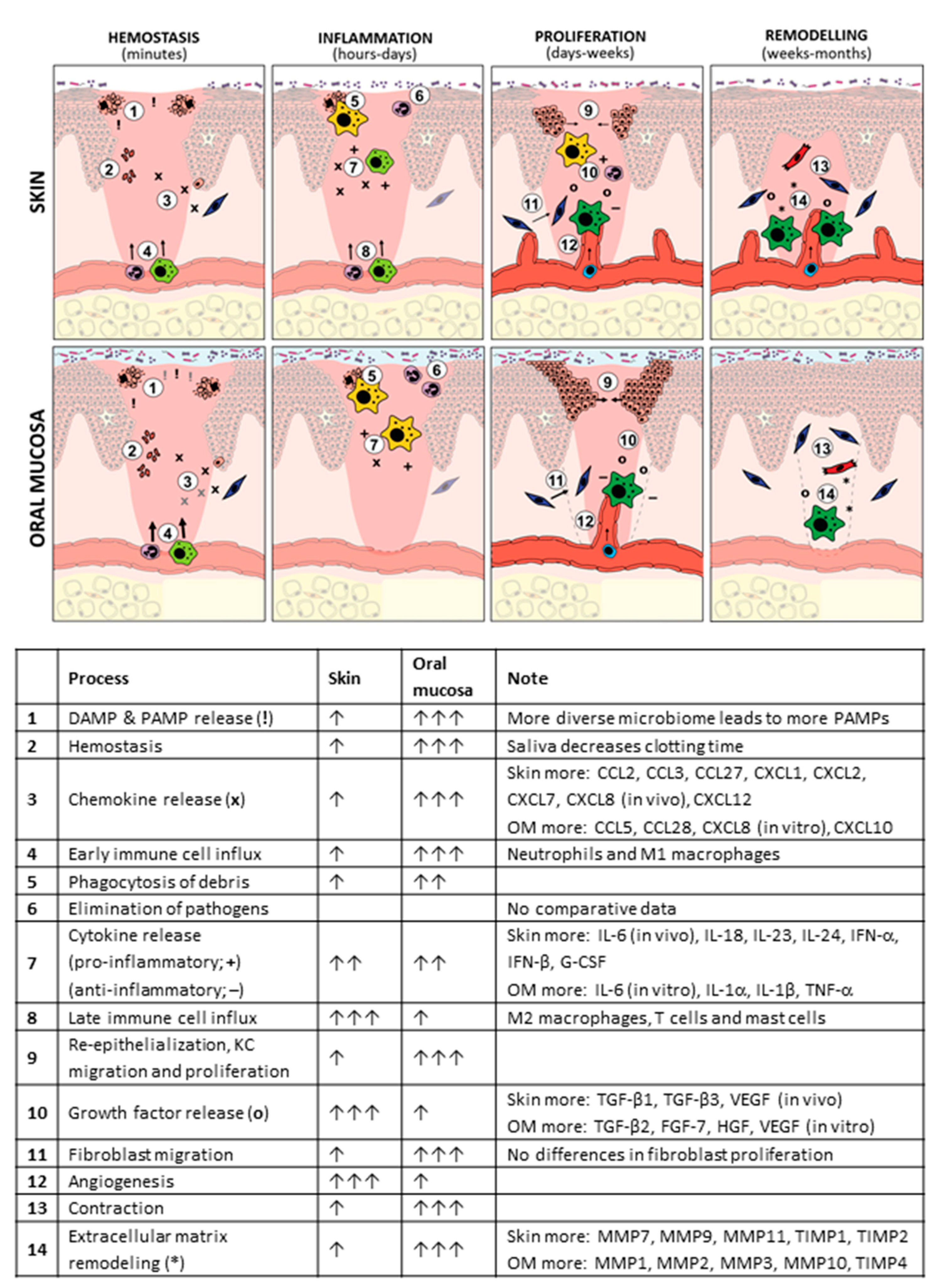 Frontiers  A Scarless Healing Tale: Comparing Homeostasis and Wound  Healing of Oral Mucosa With Skin and Oesophagus