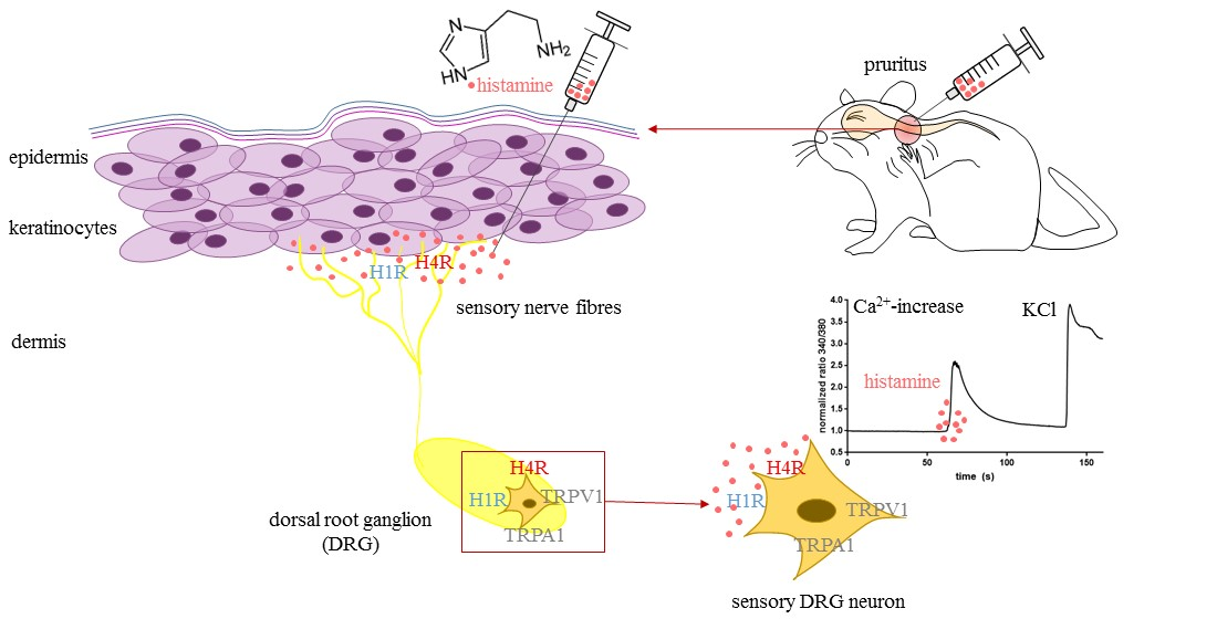 Biomolecules Free FullText TRPV1 and TRPA1 Channels Are Both