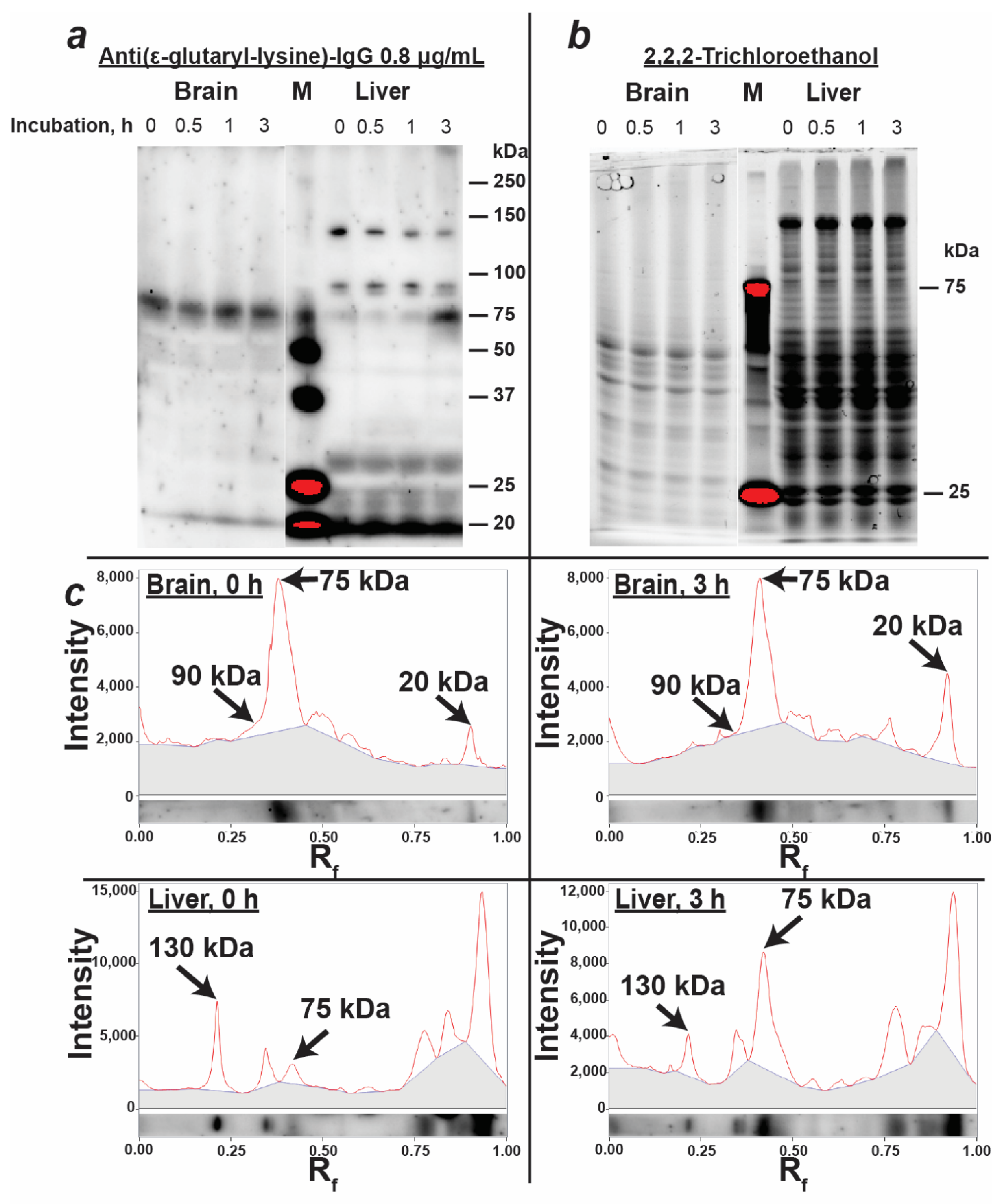 Biomolecules 11 01168 g004