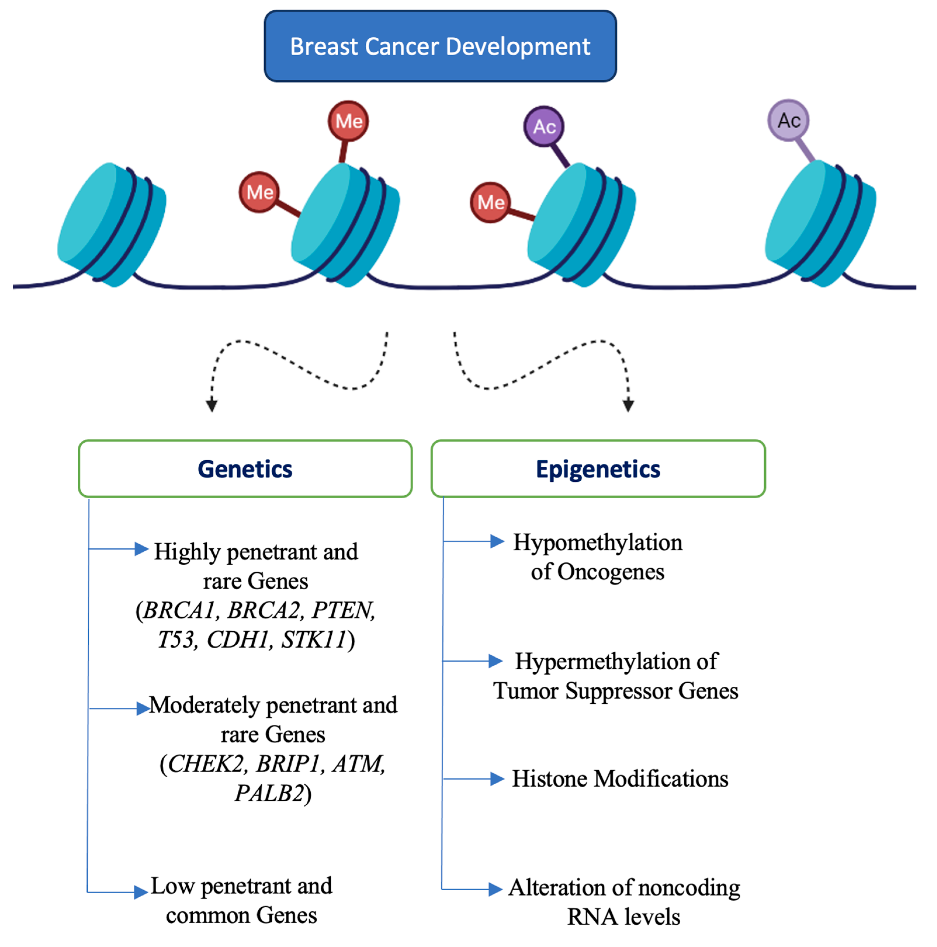 Biomolecules | Free Full-Text | Role of Phytonutrients in Nutrigenetics ...