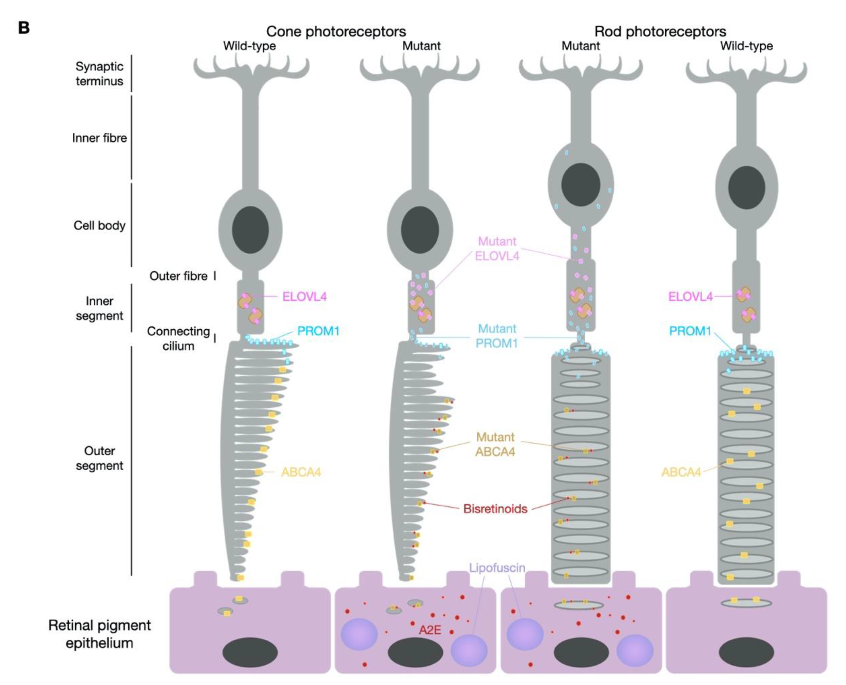 Biomolecules 11 01179 g001b