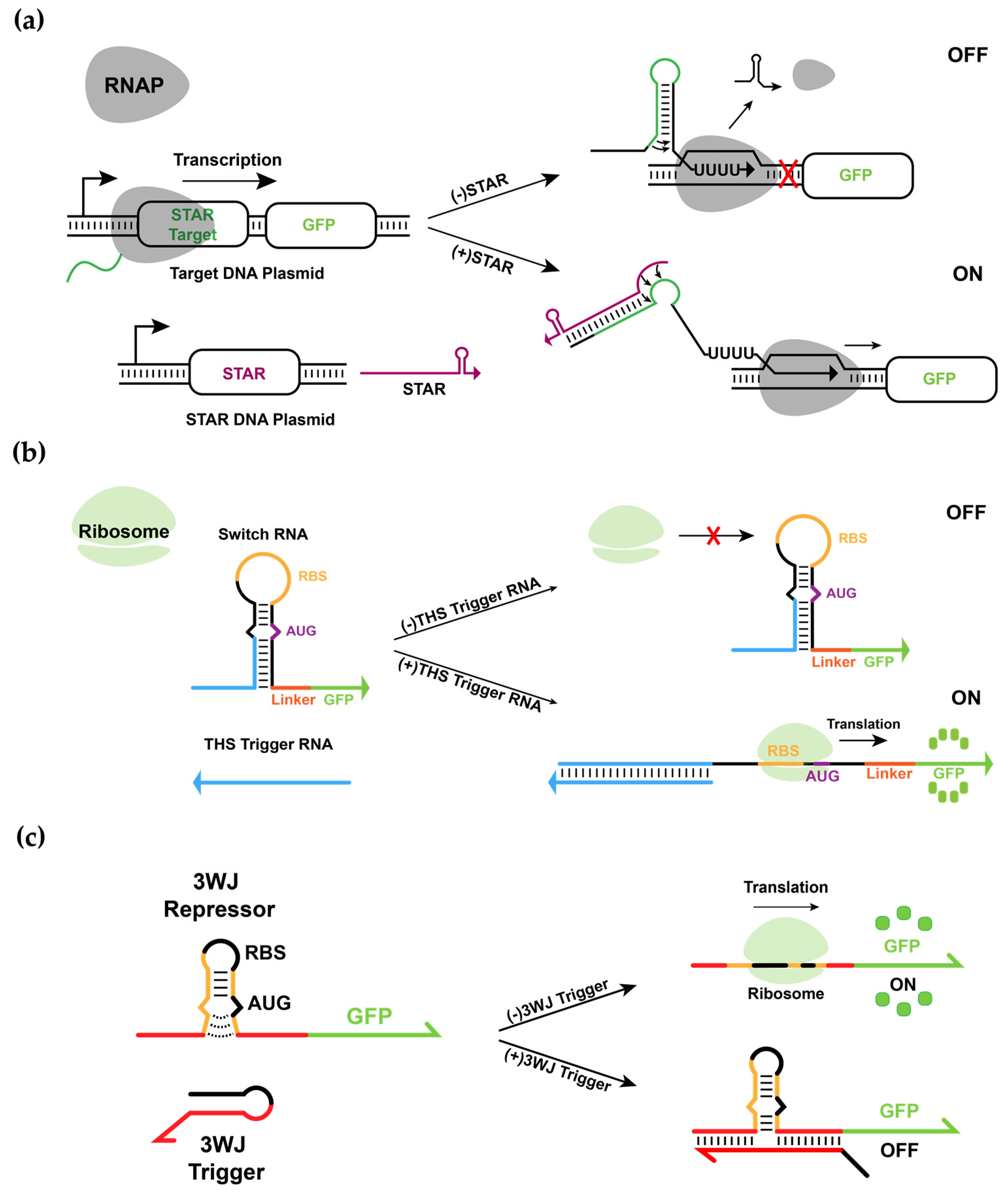 Biomolecules Free FullText Design and Evaluation of Synthetic RNA