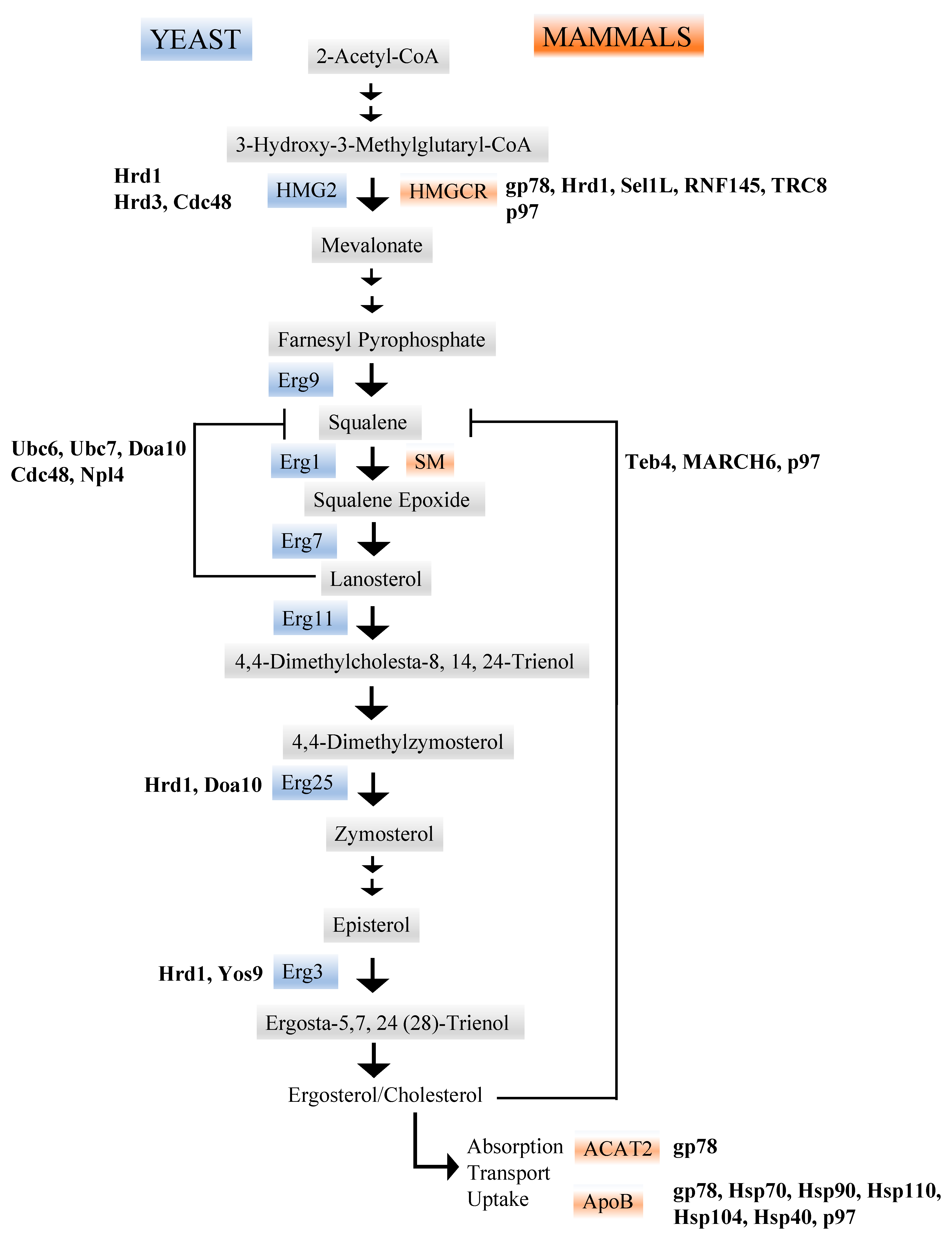 Biomolecules 11 01185 g002 550
