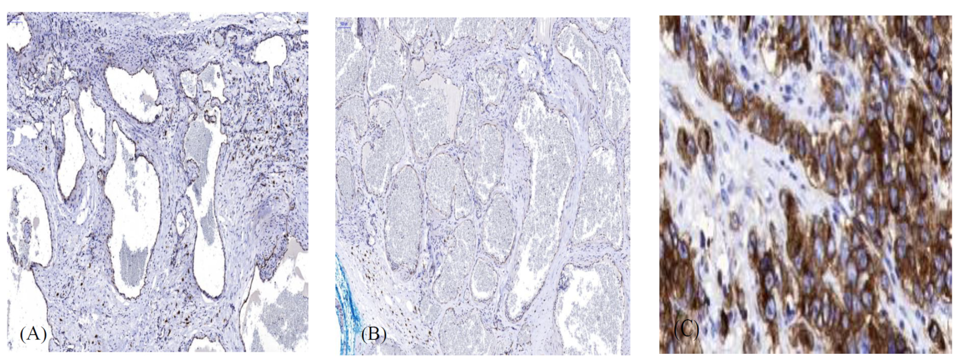 Biomolecules 11 01199 g002