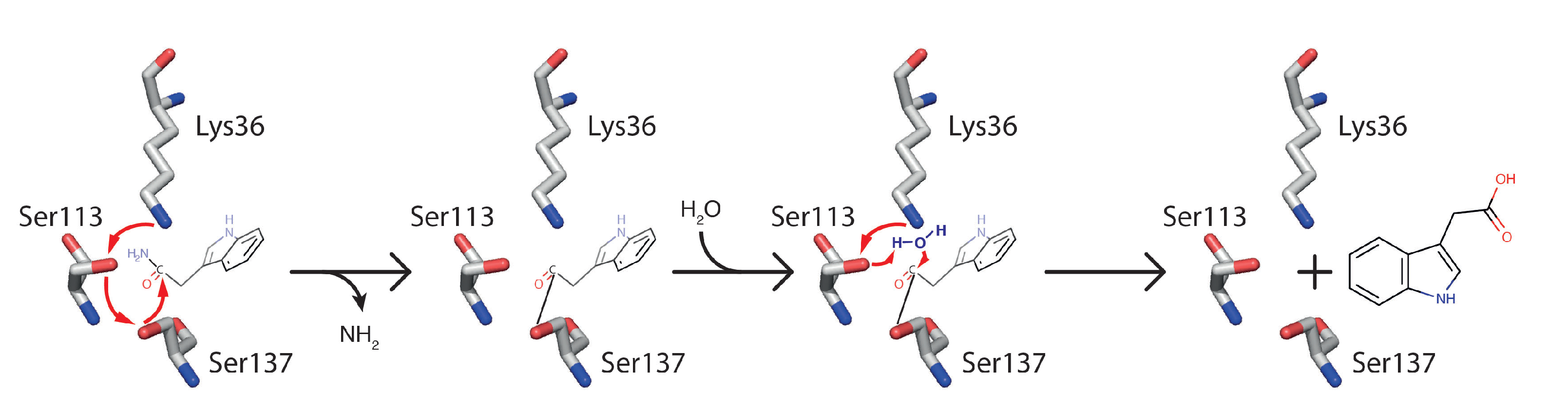 Biomolecules 11 01207 g001 Biomolecules 11 01207 g001