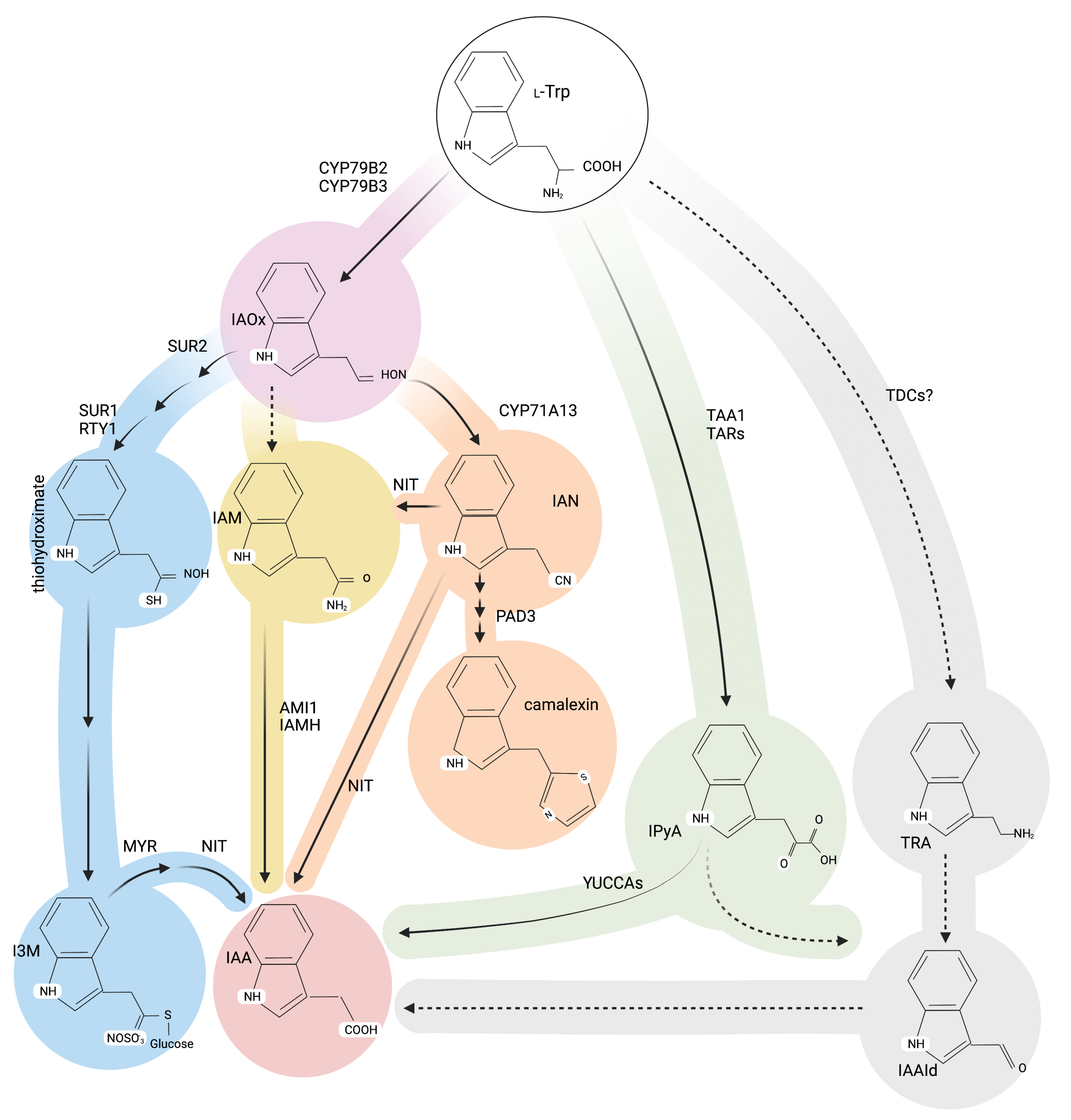 Biomolecules 11 01207 g002 Biomolecules 11 01207 g002